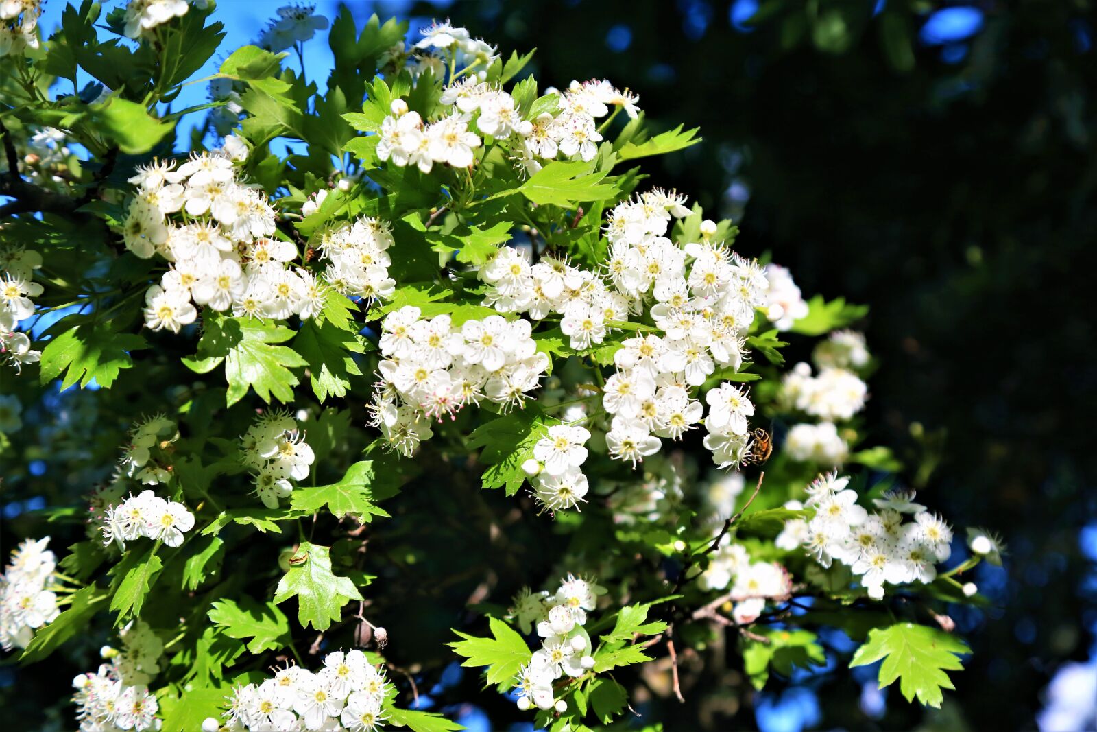 Canon EOS 5D Mark III sample photo. Flowers, spring, white photography