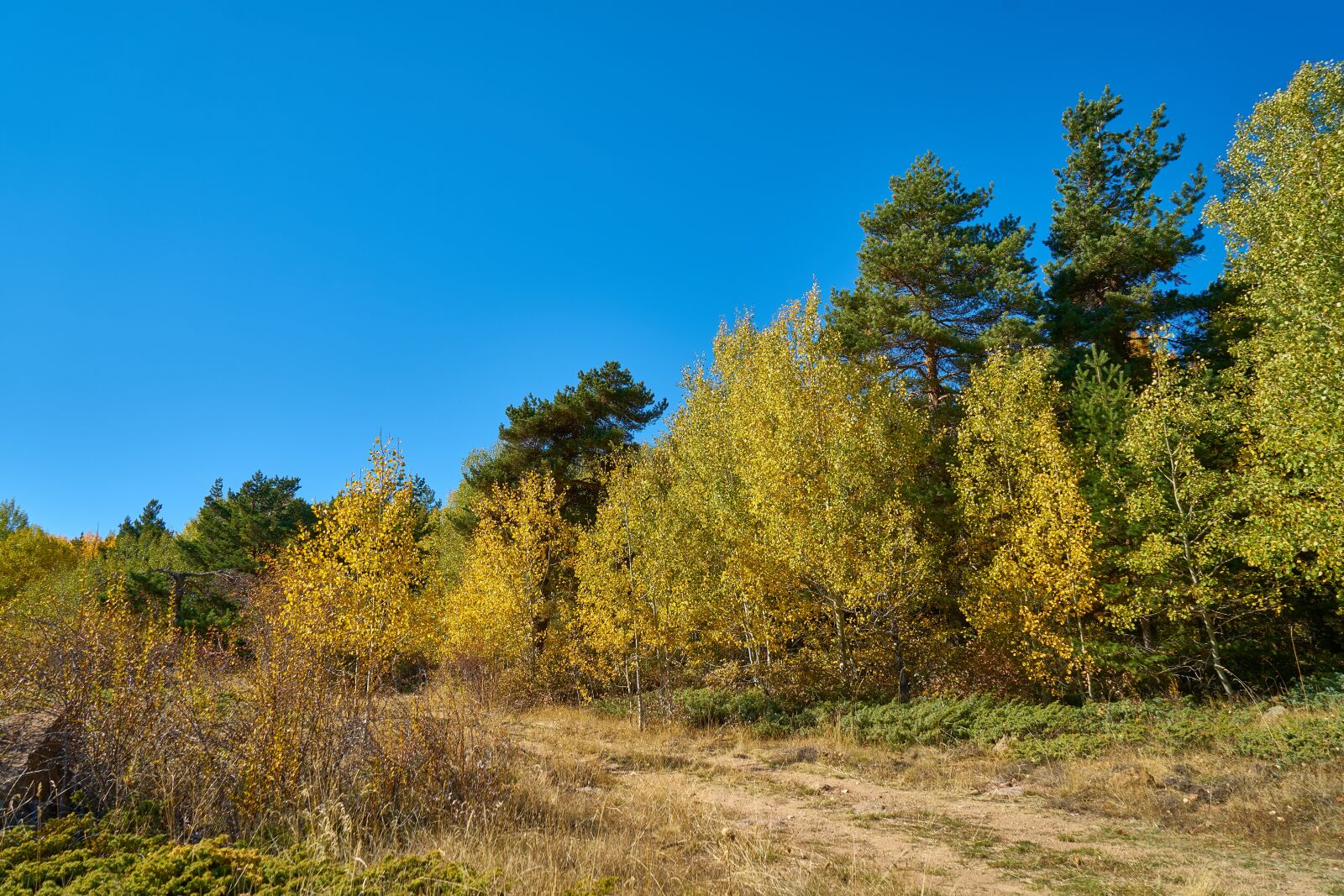 Sony a7R II sample photo. Forest, tree, branch photography