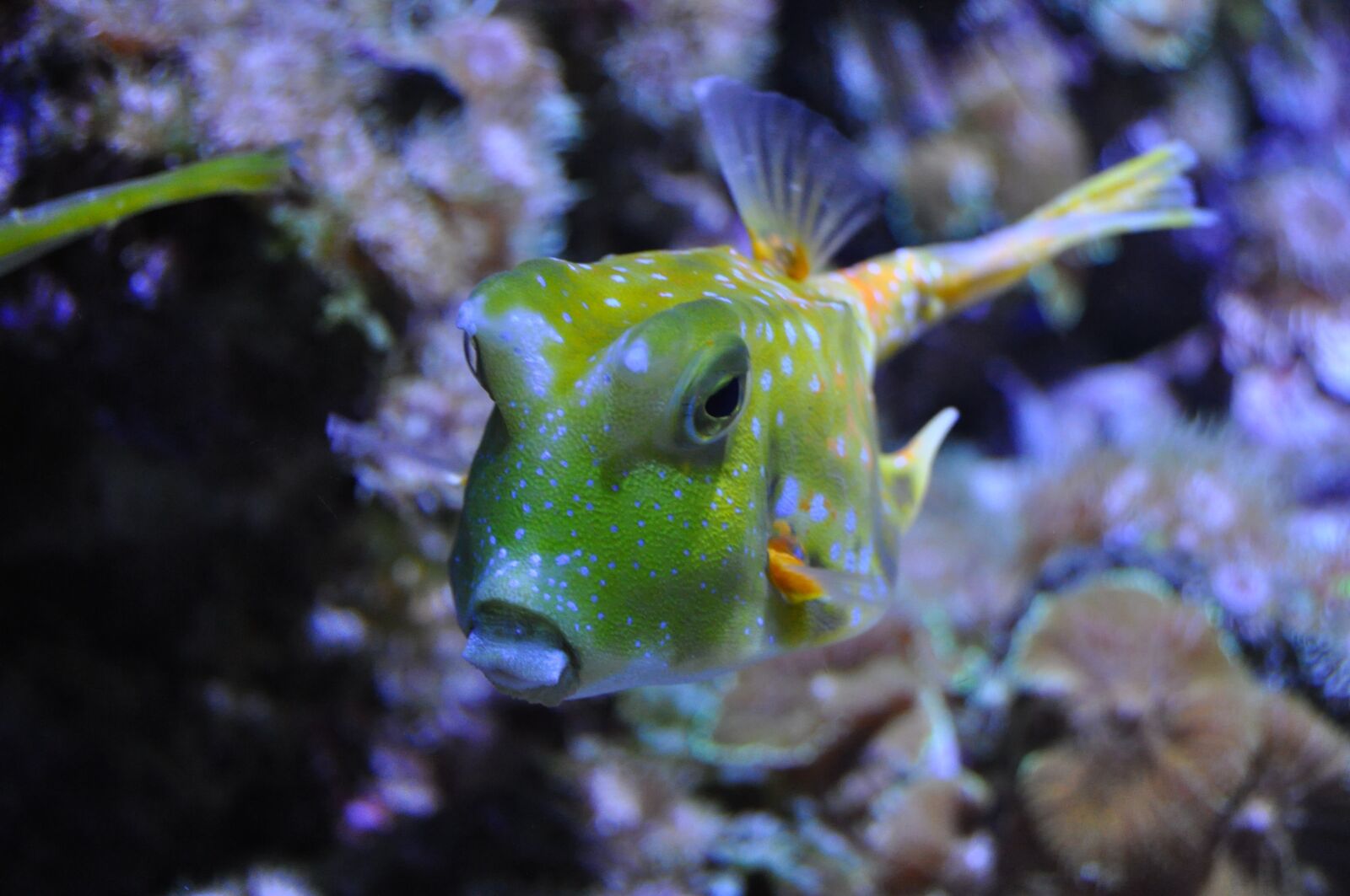 Nikon D5000 sample photo. Fish, aquarium, underwater world photography