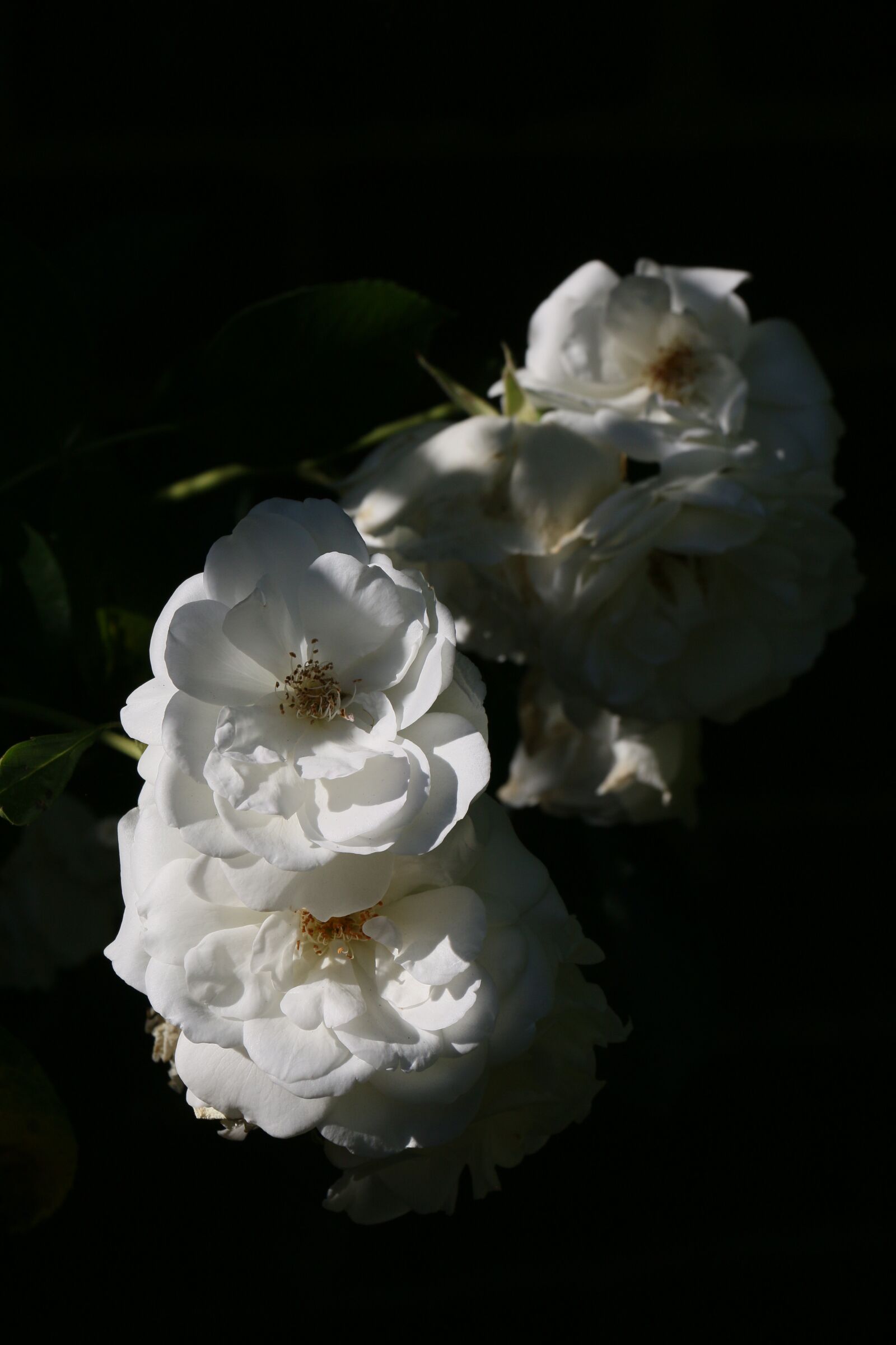 Canon EOS 70D + Canon EF-S 18-135mm F3.5-5.6 IS STM sample photo. Roses, white, spring photography