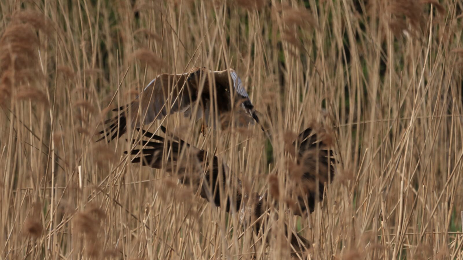 150-600mm F5-6.3 DG OS HSM | Contemporary 015 sample photo. Milan, nest, landing photography
