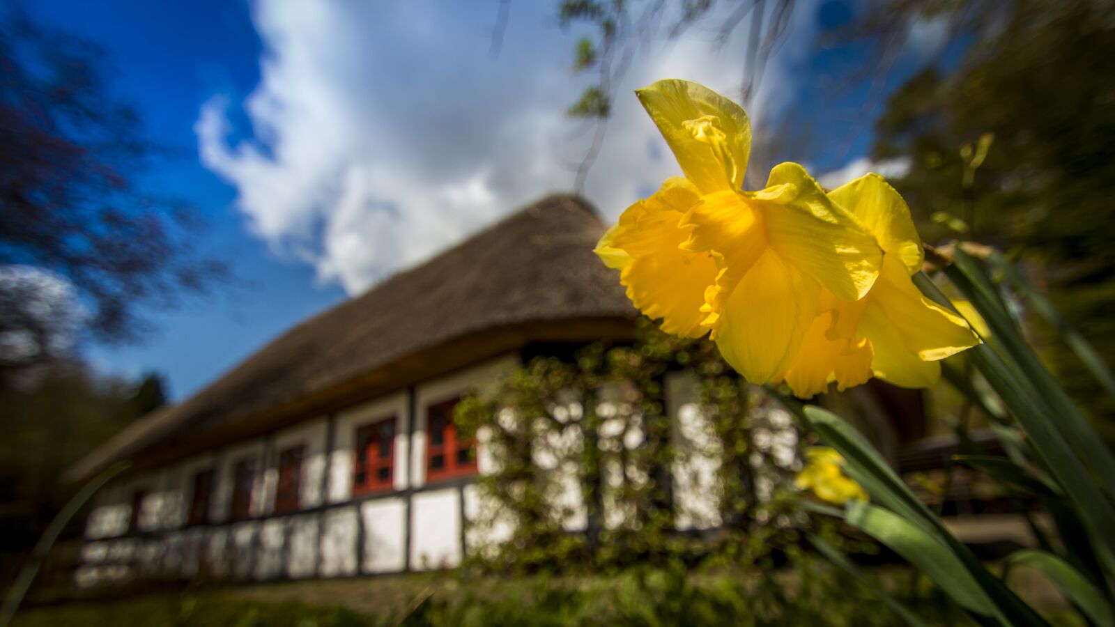 Canon EOS 70D sample photo. Flower, house, sky photography