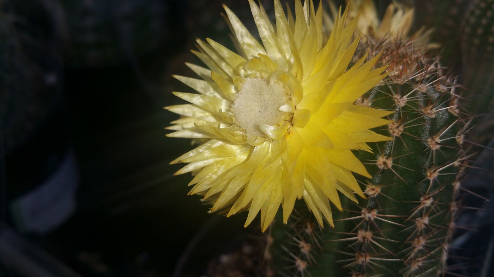 Samsung Galaxy Note4 sample photo. Background, cactus, cactus, flower photography