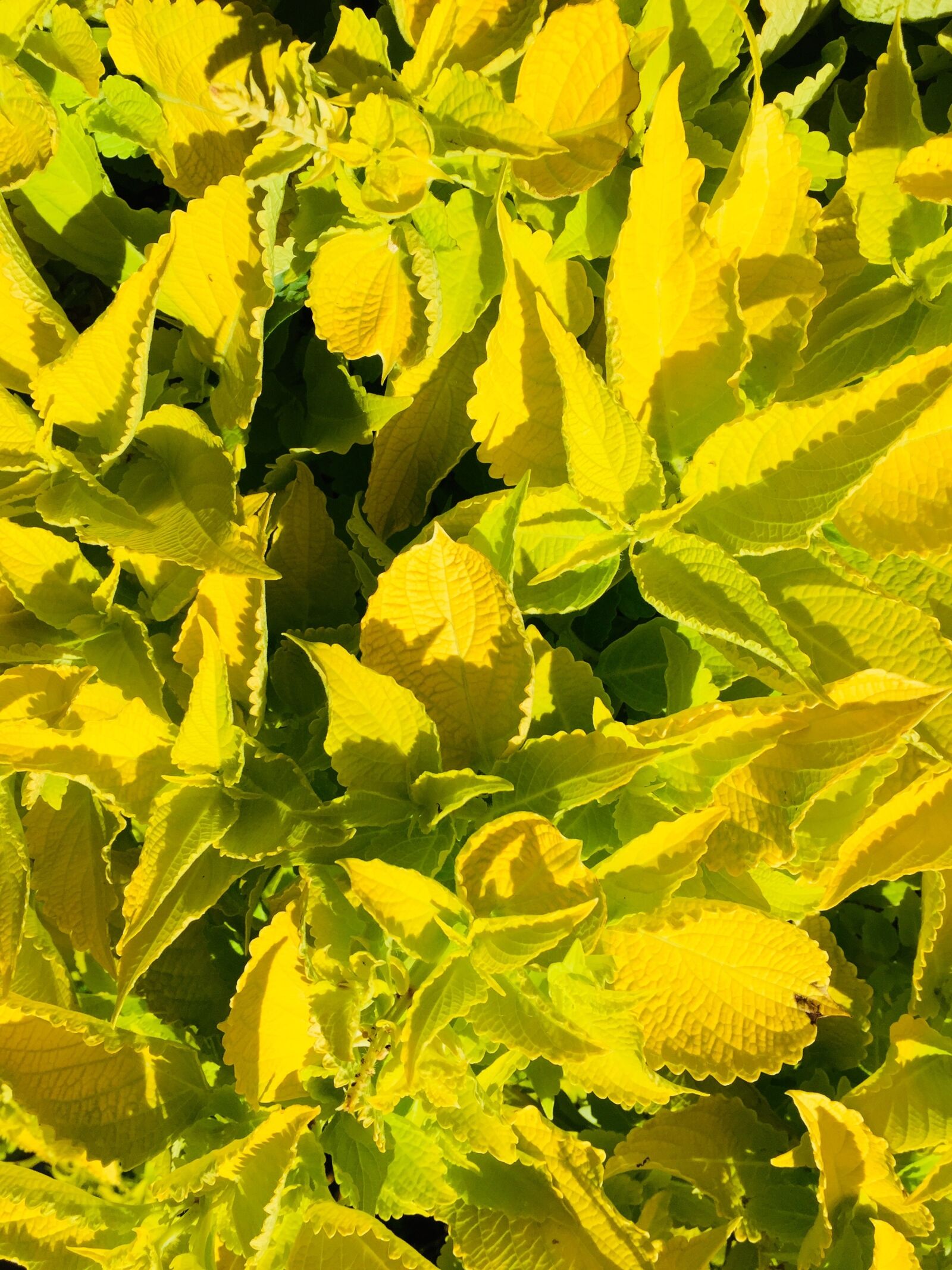 iPhone 6 back camera 4.15mm f/2.2 sample photo. Colorful nettle, yellow, plant photography