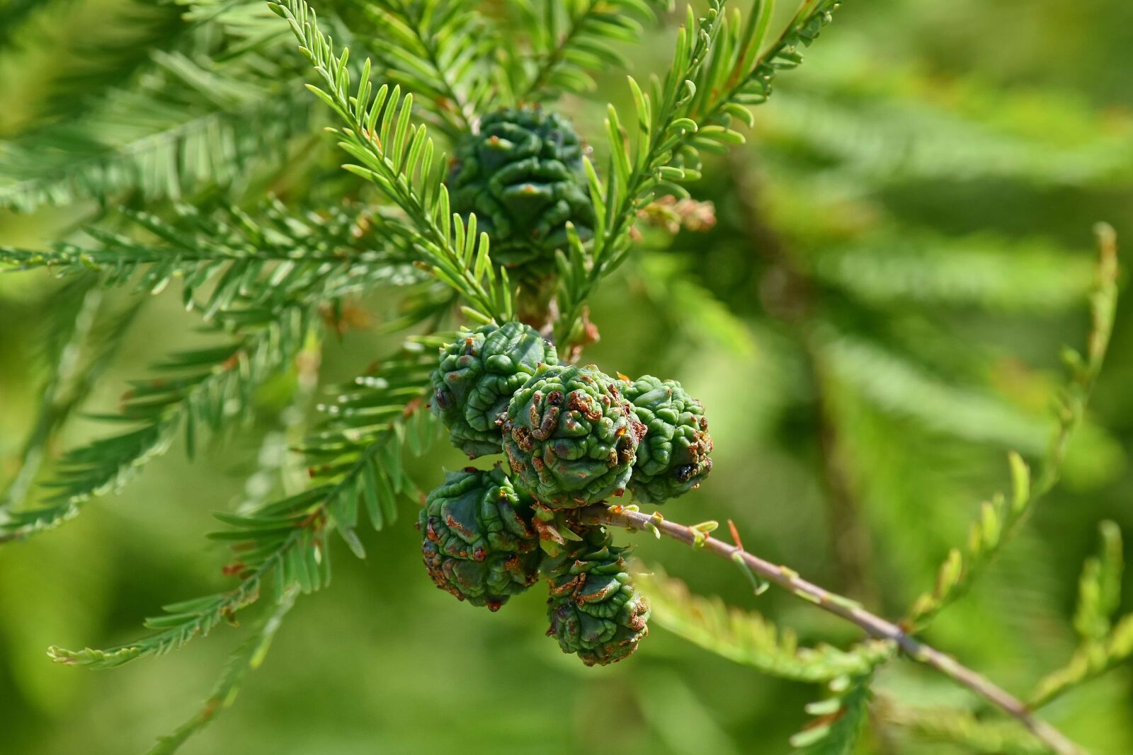Nikon D5500 sample photo. Branches, conifer, forest, green photography
