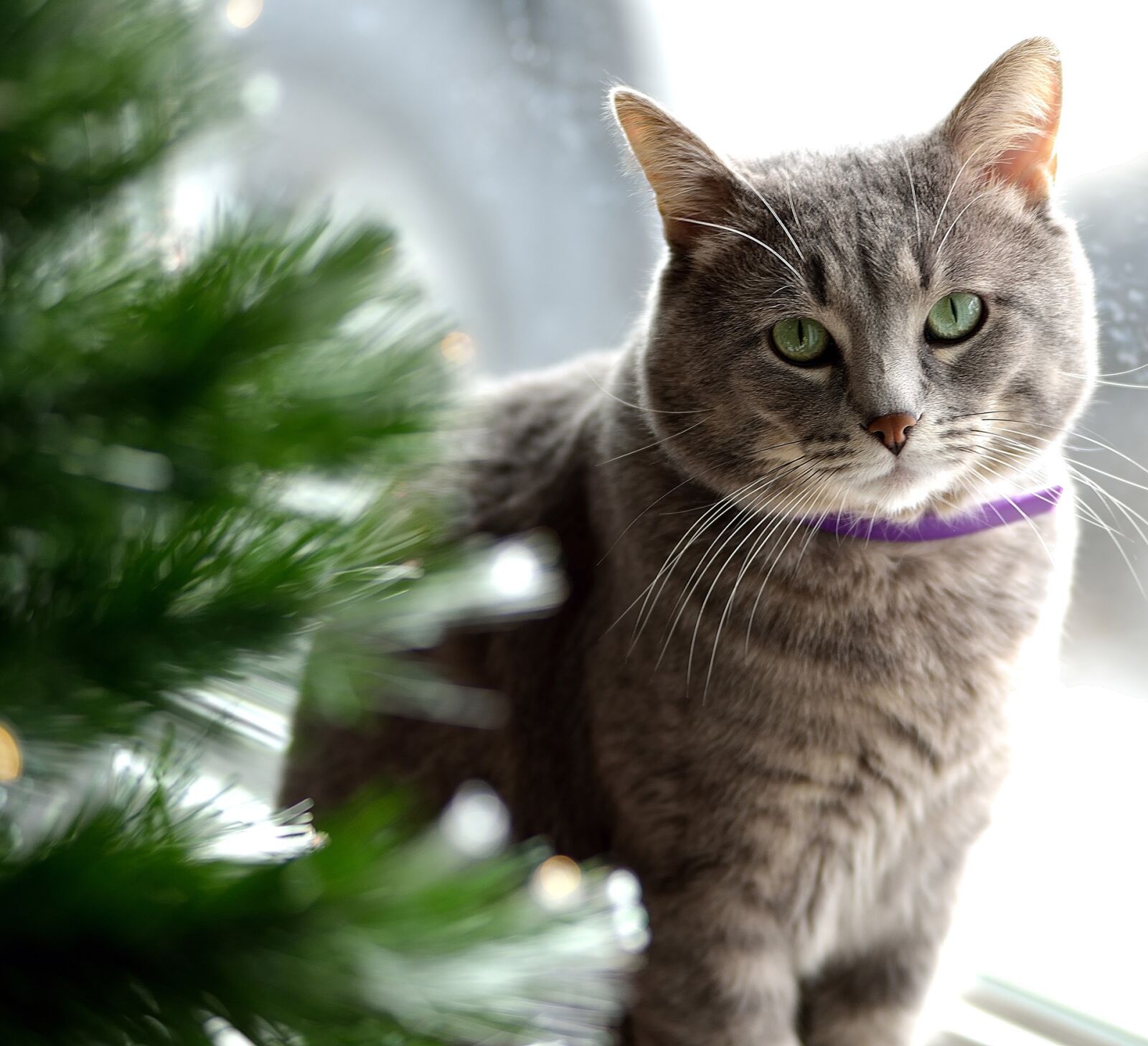 Nikon D600 sample photo. Cat, cute, fur photography