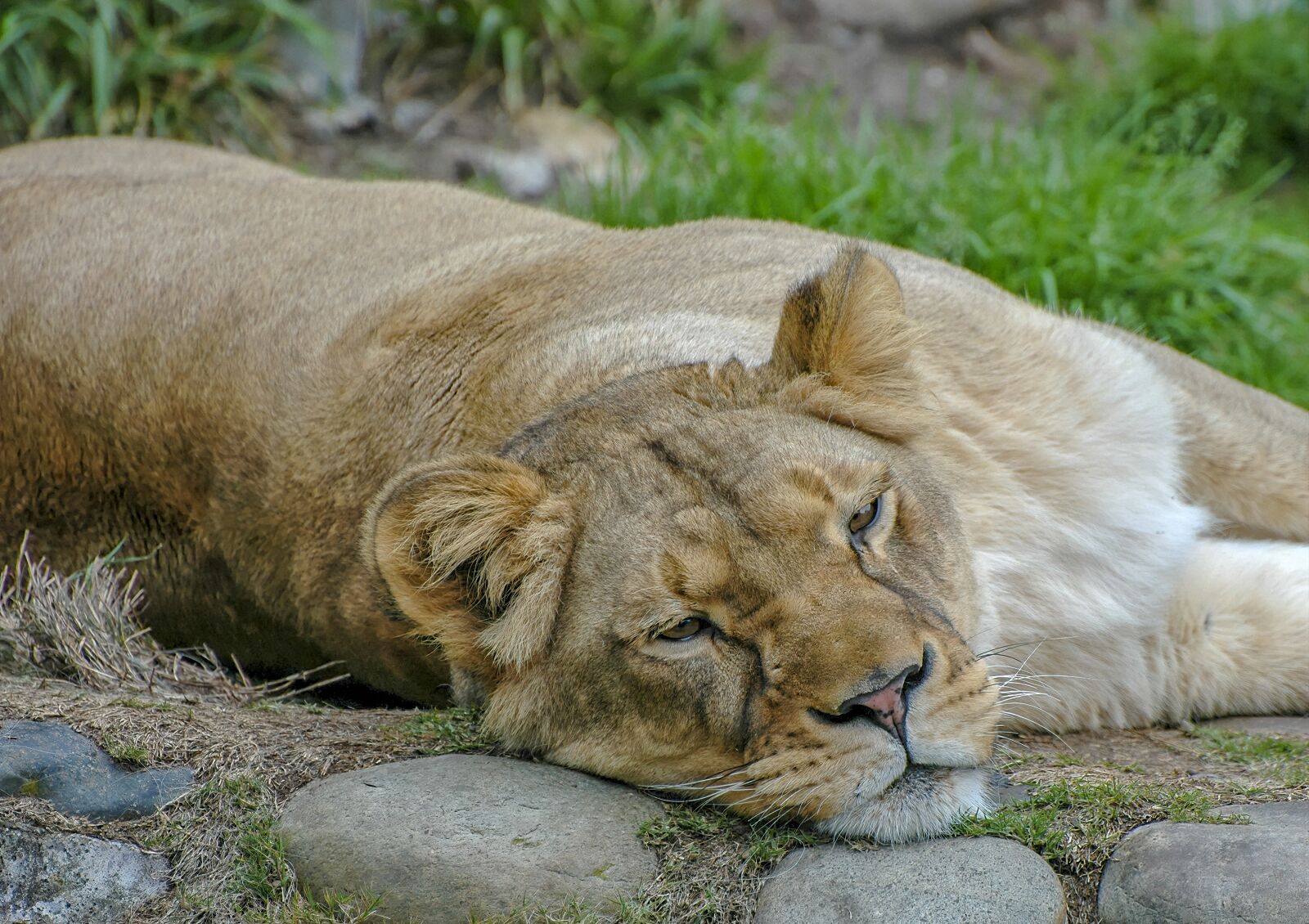 Nikon D70s sample photo. Lioness, animal, lion photography