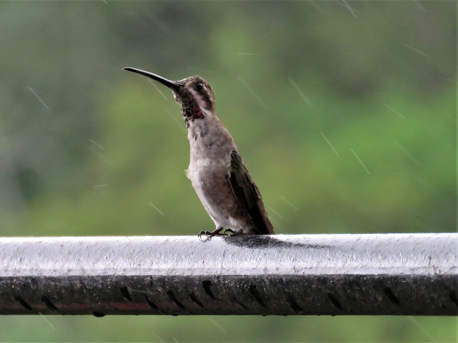 Canon PowerShot SX60 HS sample photo. Humming bird, rain, tropical photography