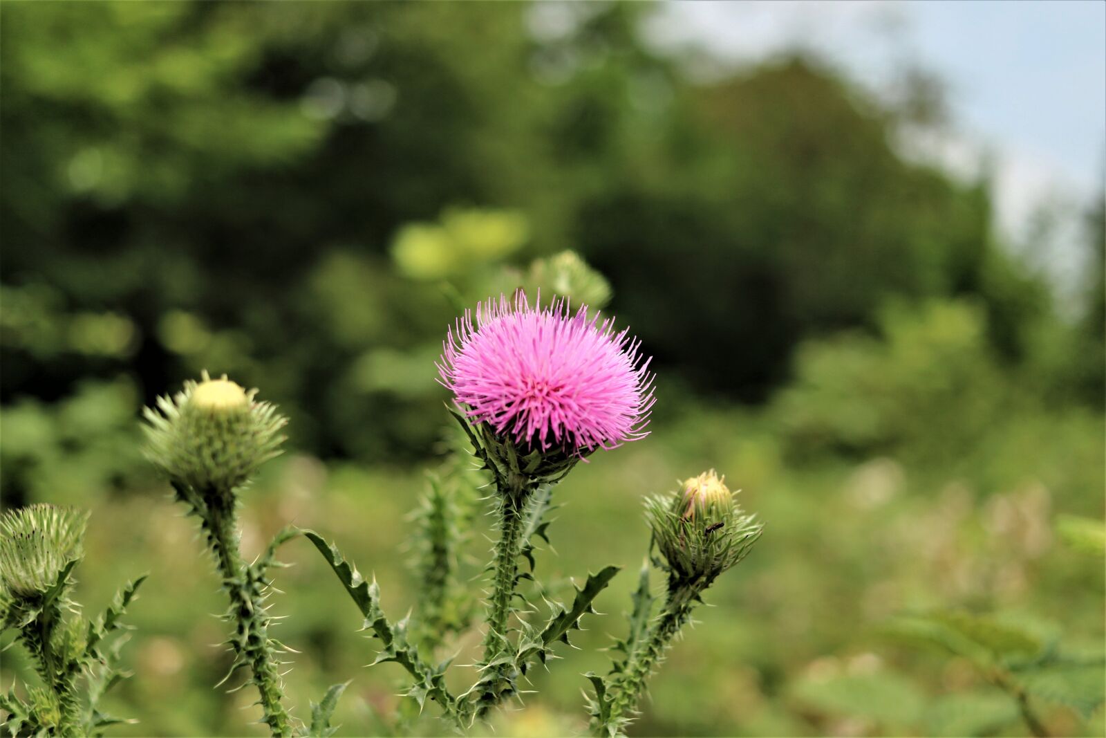 Canon EOS 750D (EOS Rebel T6i / EOS Kiss X8i) sample photo. Thistle, thistle flower, nature photography