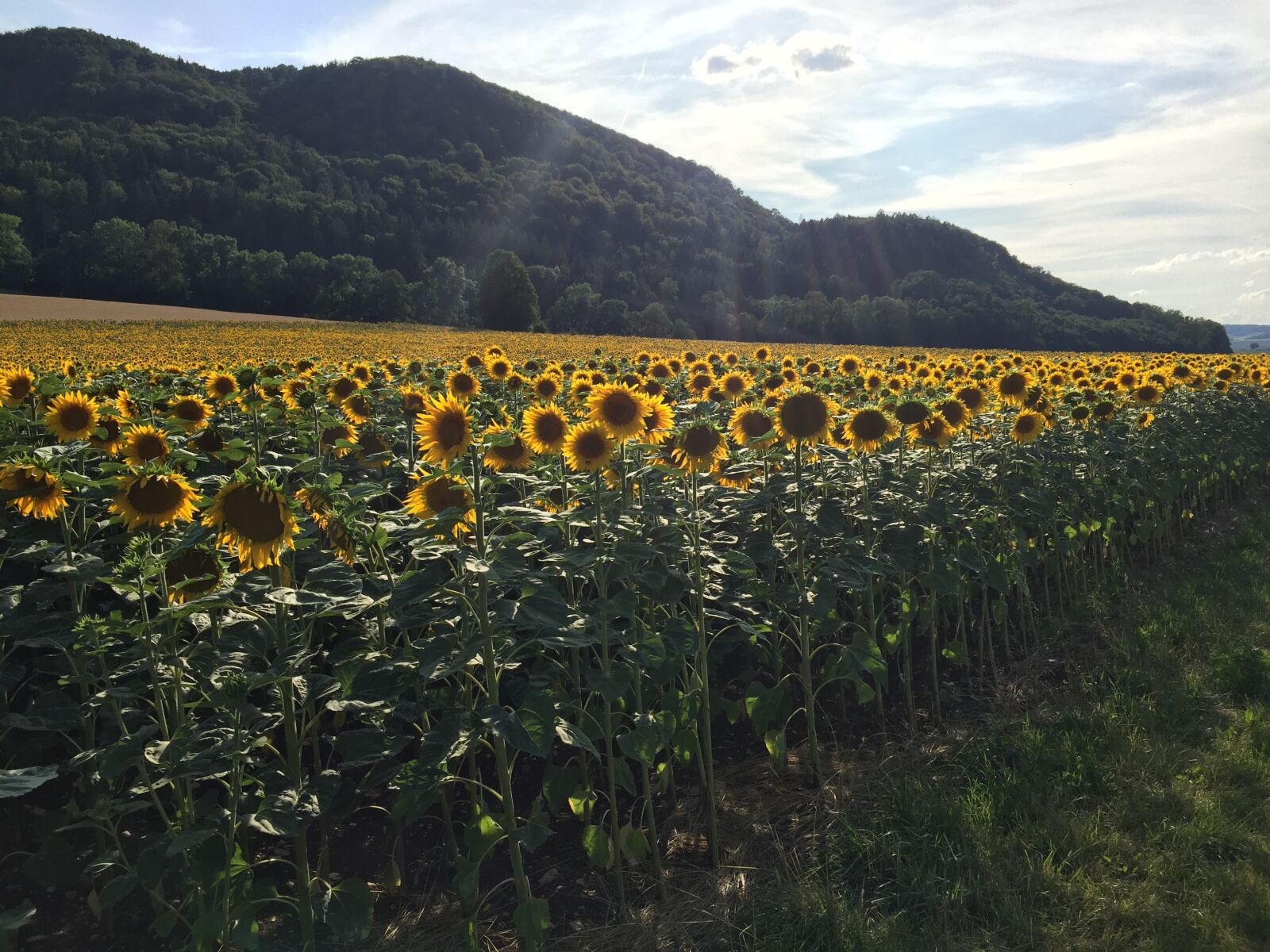 Apple iPhone 6 sample photo. Sunflower, late afternoon, switzerland photography