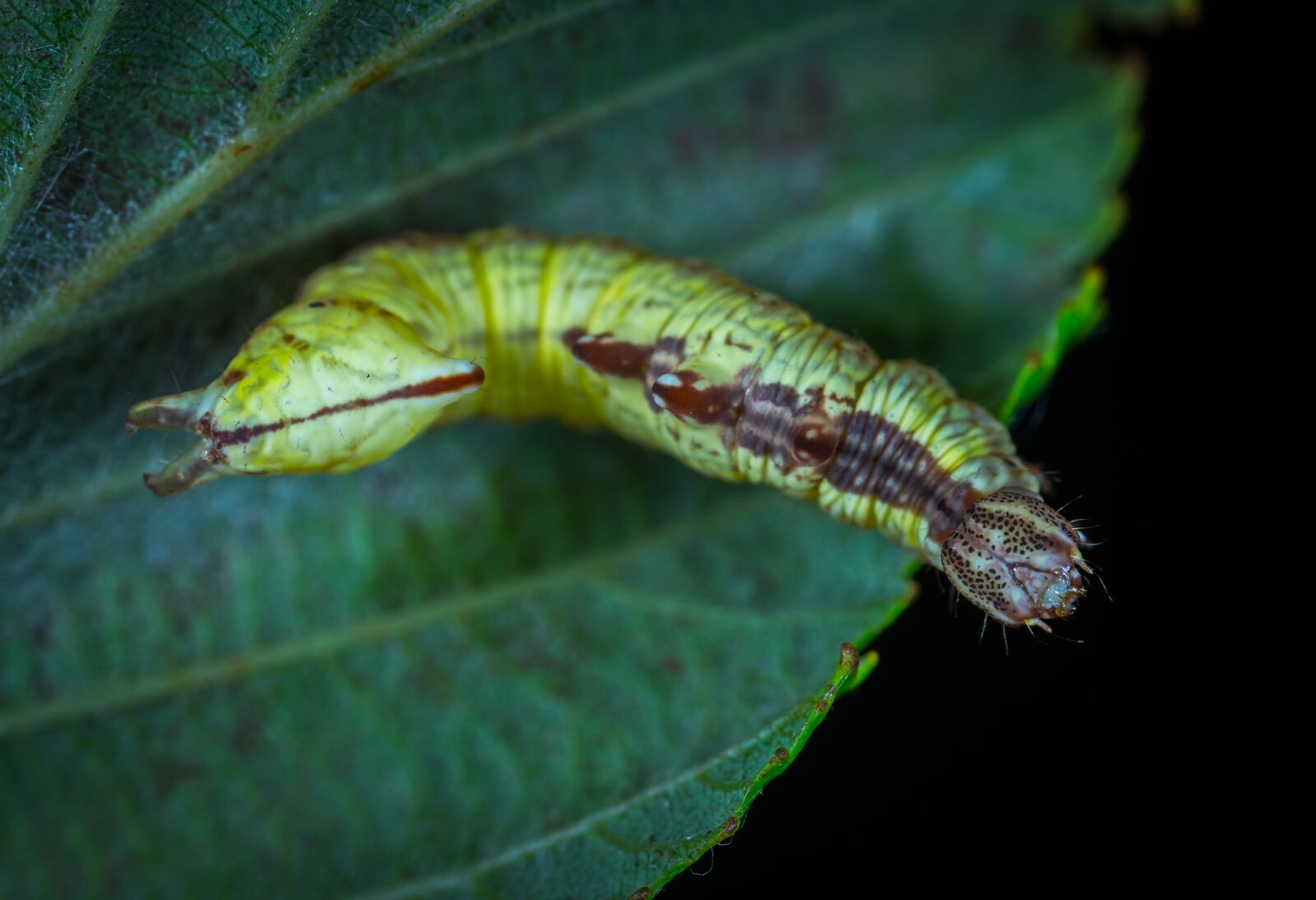 #124 65/2.8 sample photo. Larva, insect, caterpillar photography