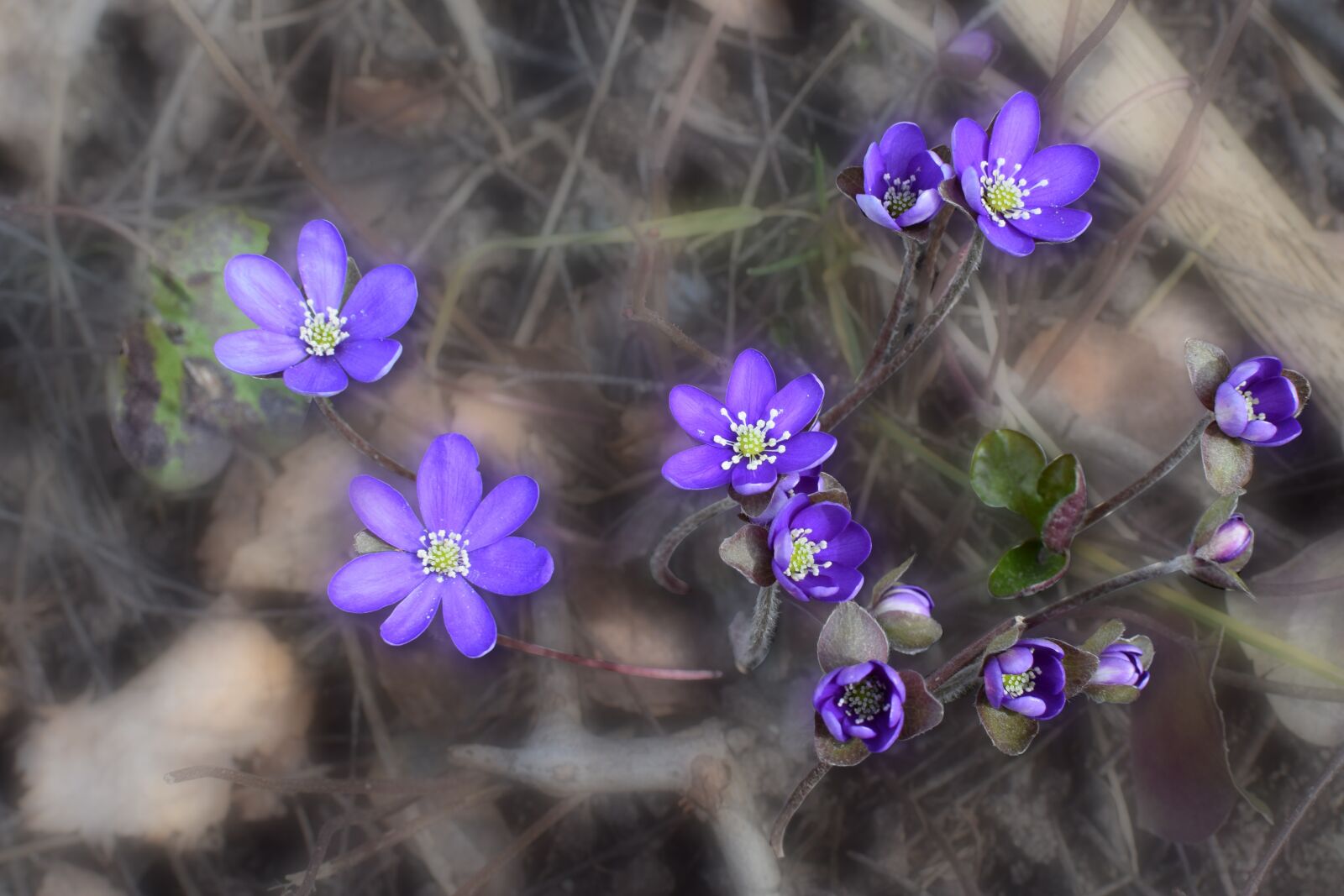 Nikon D5300 sample photo. Liverwort, flowers, spring flowers photography