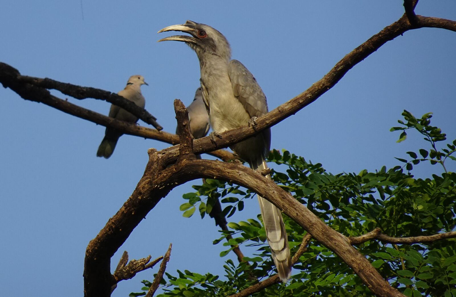 Sony DSC-WX800 sample photo. Bird, hornbill, indian photography