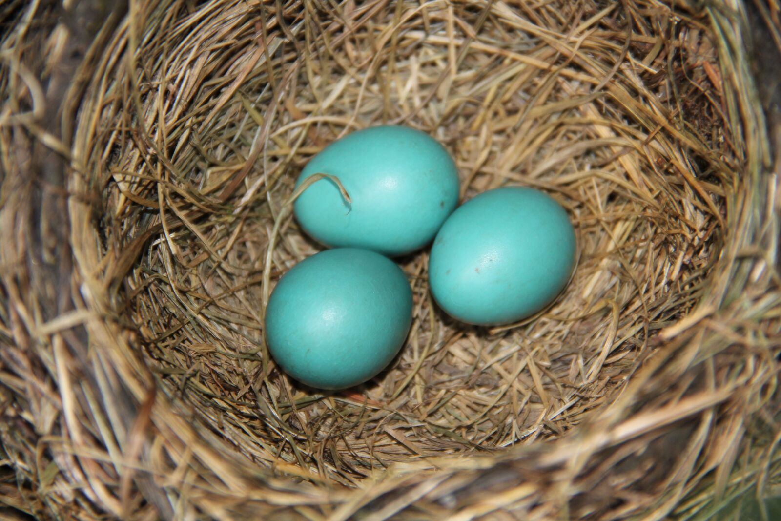Canon EOS 60D + Canon EF-S 18-135mm F3.5-5.6 IS sample photo. Eggs, robin, nest photography