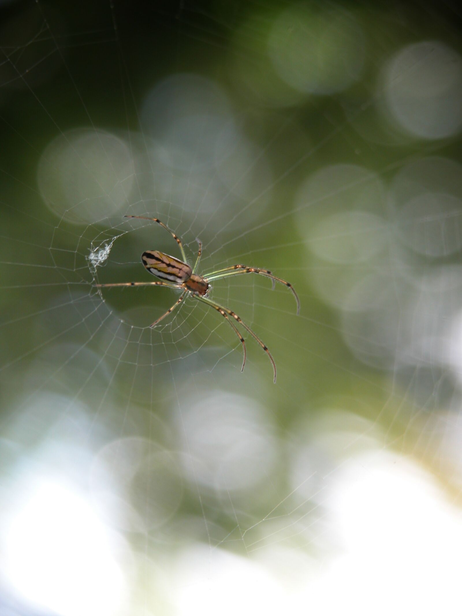 Nikon E5700 sample photo. Spider, arachnid, web photography