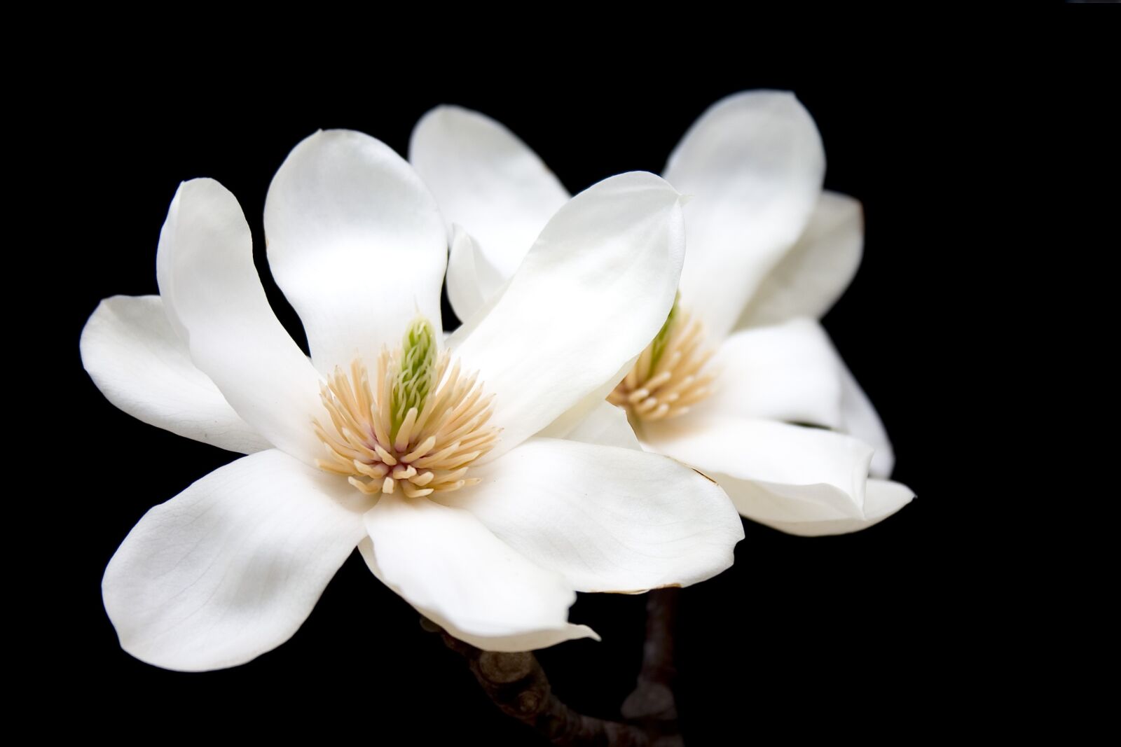 Canon EOS 300D (EOS Digital Rebel / EOS Kiss Digital) sample photo. Magnolia, flowers, white photography
