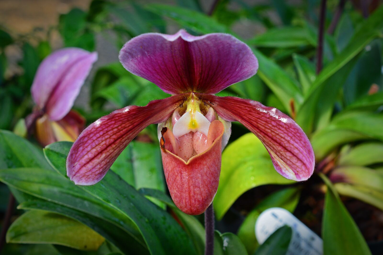 Nikon D5200 sample photo. Orchid, frauenschuh, blossom photography
