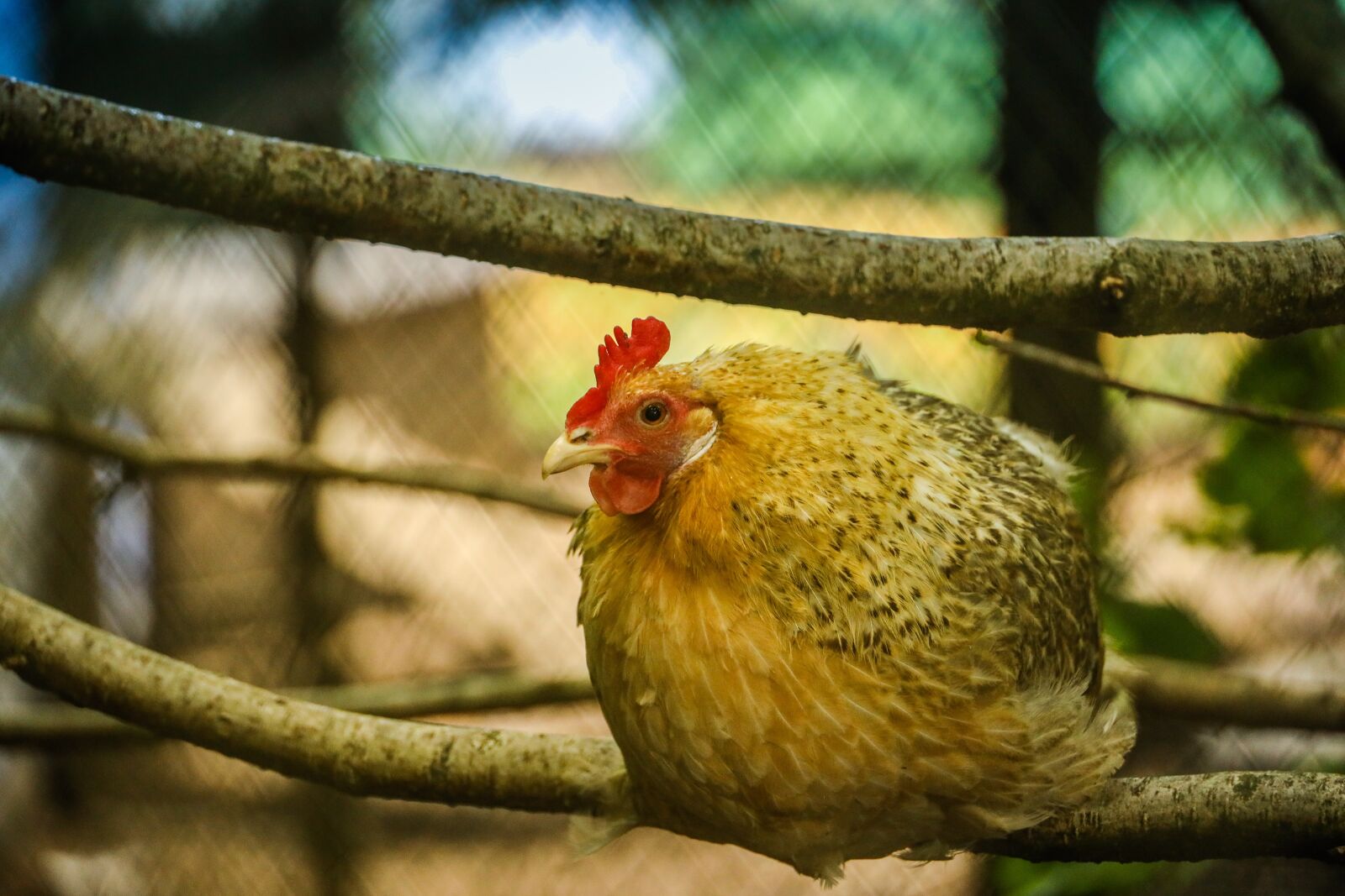 Canon RF 24-240mm F4-6.3 IS USM sample photo. Hen, chicken, bird photography