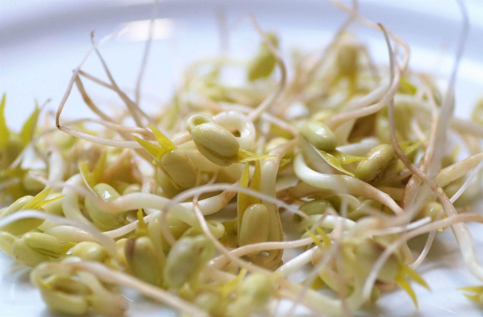Sony SLT-A58 sample photo. Mung beans, beans, vigna photography