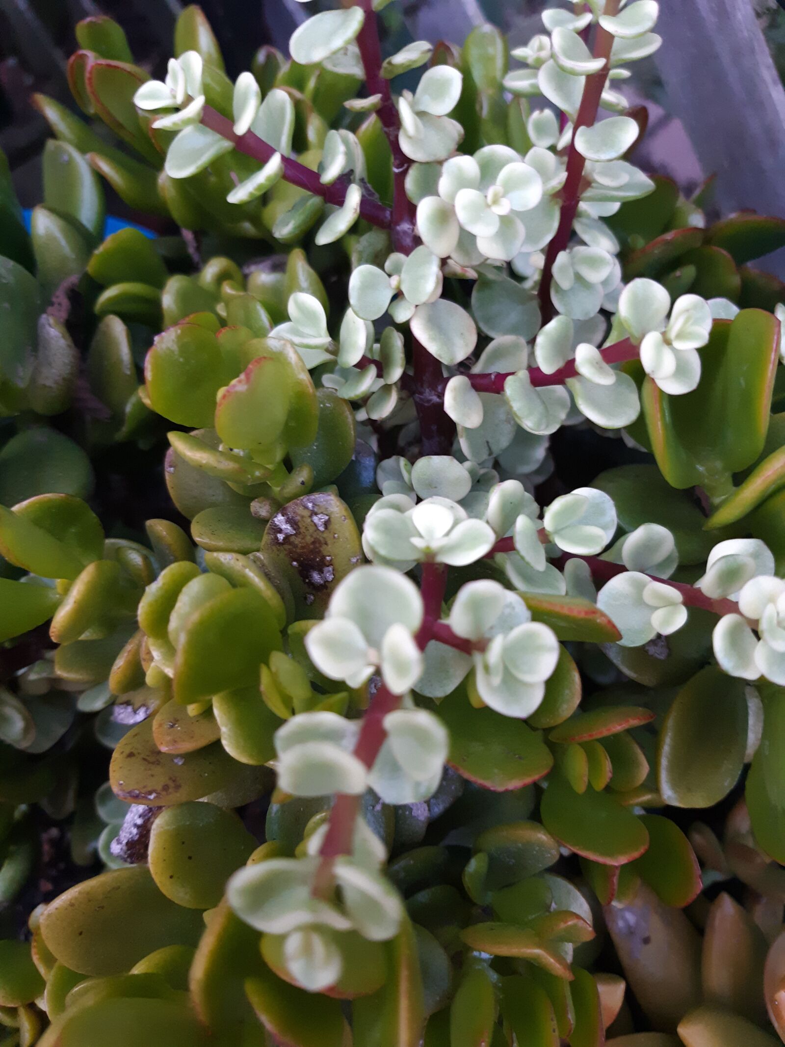 Samsung Galaxy A6 sample photo. Succulents, plants, cactus photography