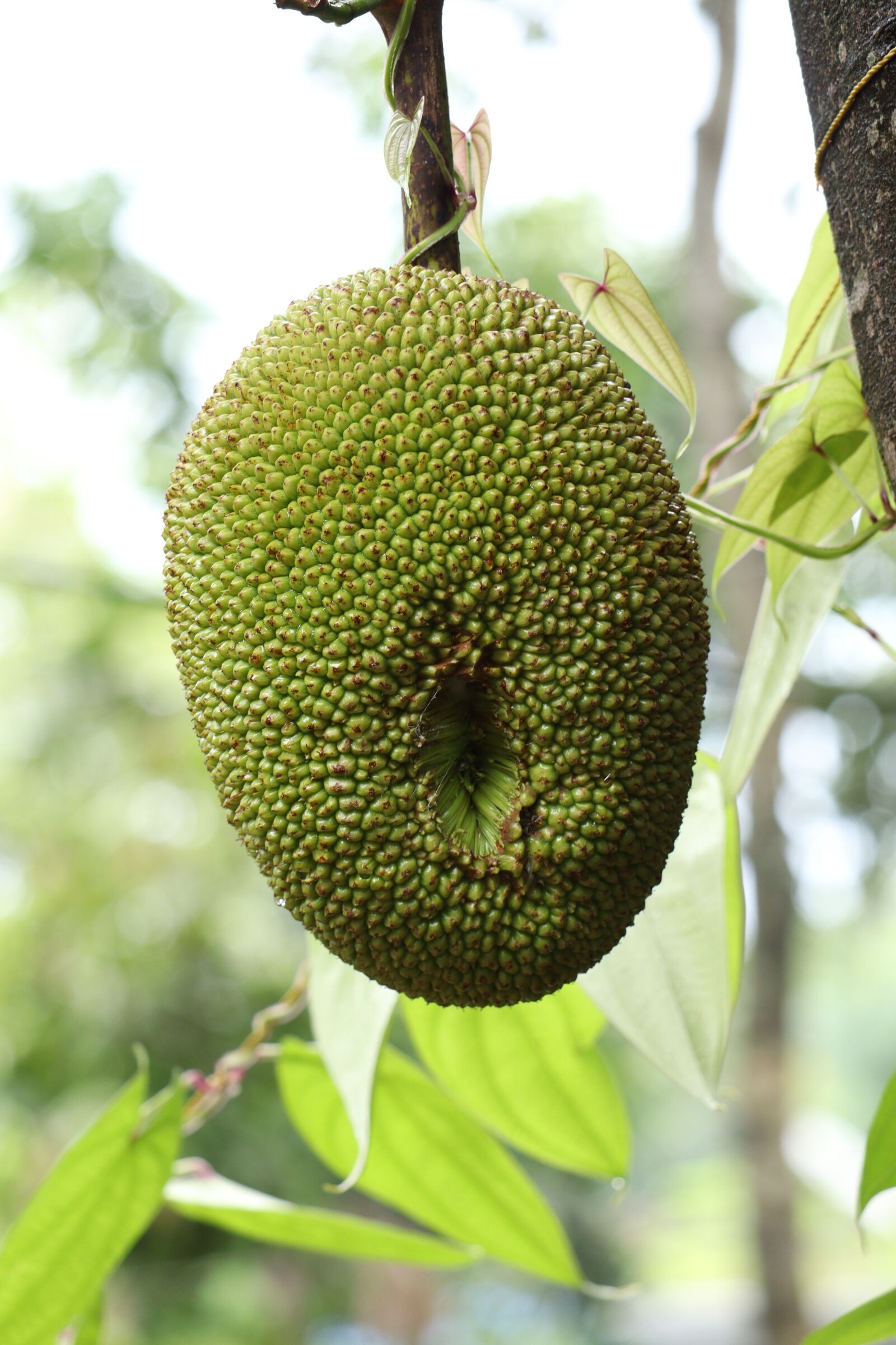Canon EOS 250D (EOS Rebel SL3 / EOS Kiss X10 / EOS 200D II) sample photo. Jackfruit, kerala, nature photography