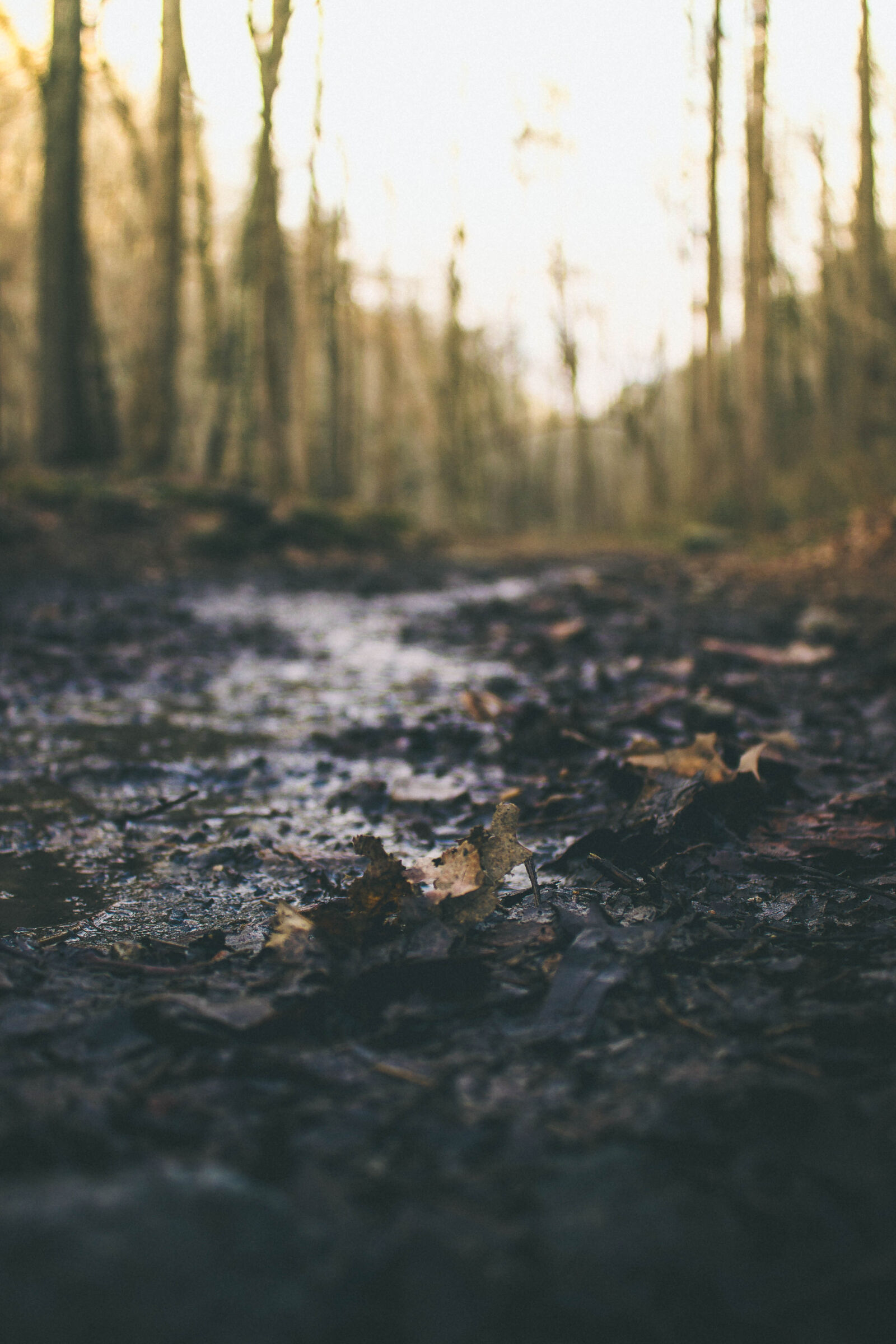 Canon EOS 600D (Rebel EOS T3i / EOS Kiss X5) sample photo. Brown, fall, mud, nature photography