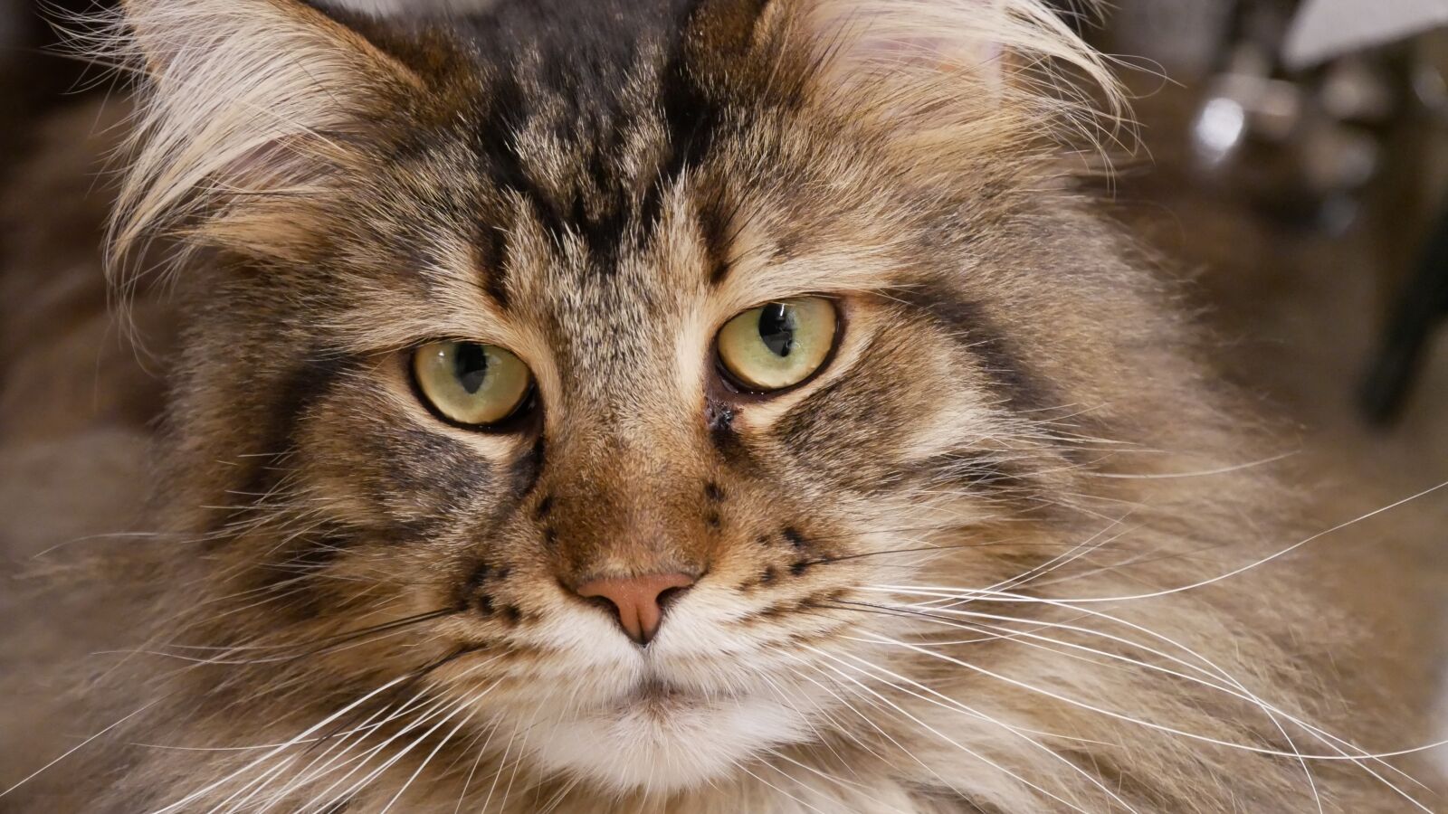 Panasonic Lumix DMC-GX85 (Lumix DMC-GX80 / Lumix DMC-GX7 Mark II) sample photo. Animal, cute, cat photography