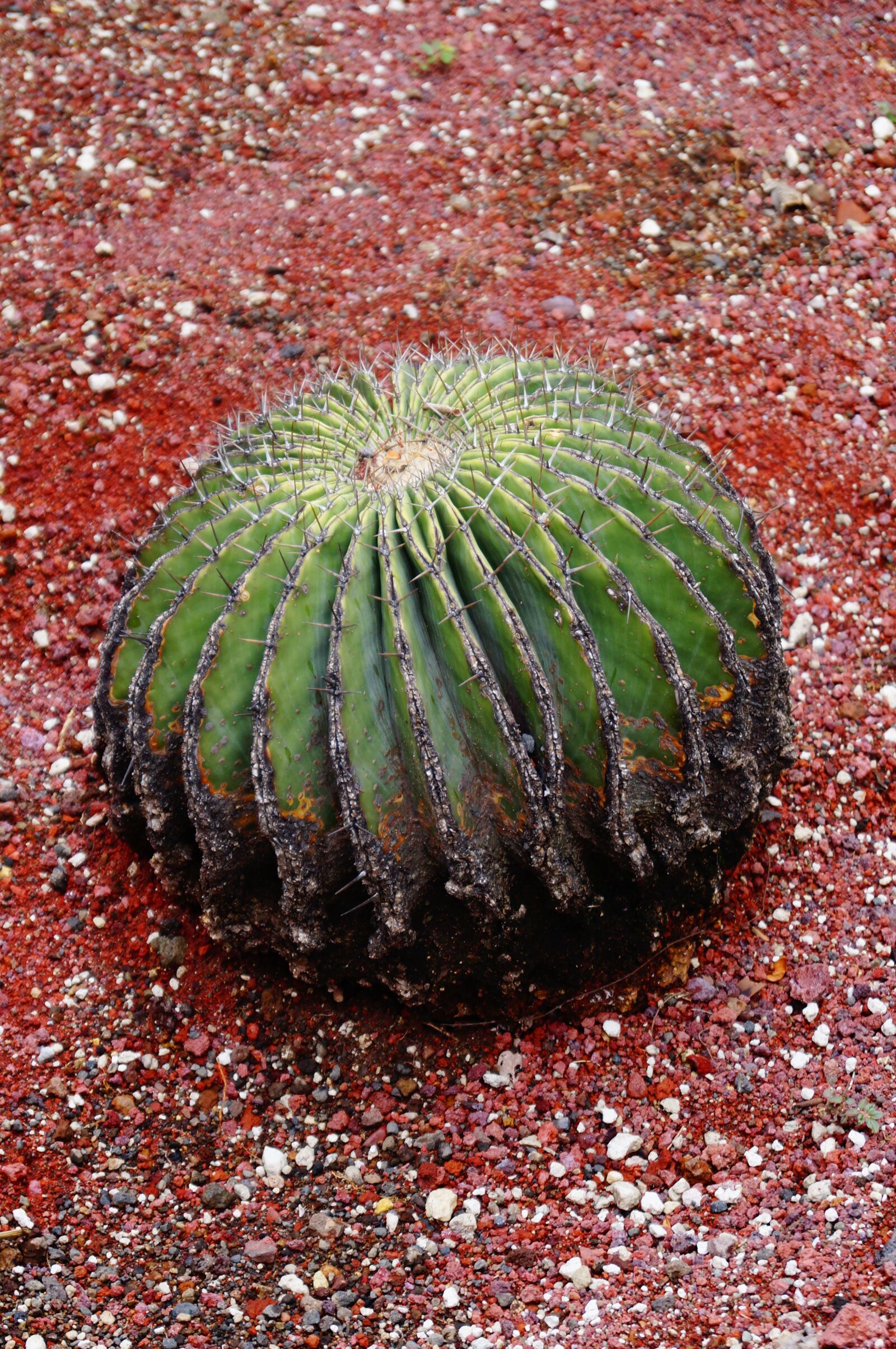 Sony SLT-A37 sample photo. Cactus, nature, plant photography