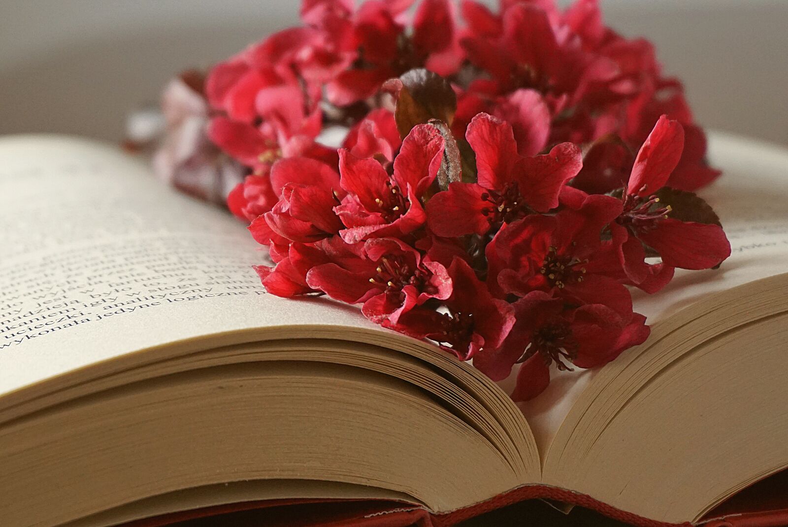 Sony a6000 sample photo. Book, bookmark with flowers photography