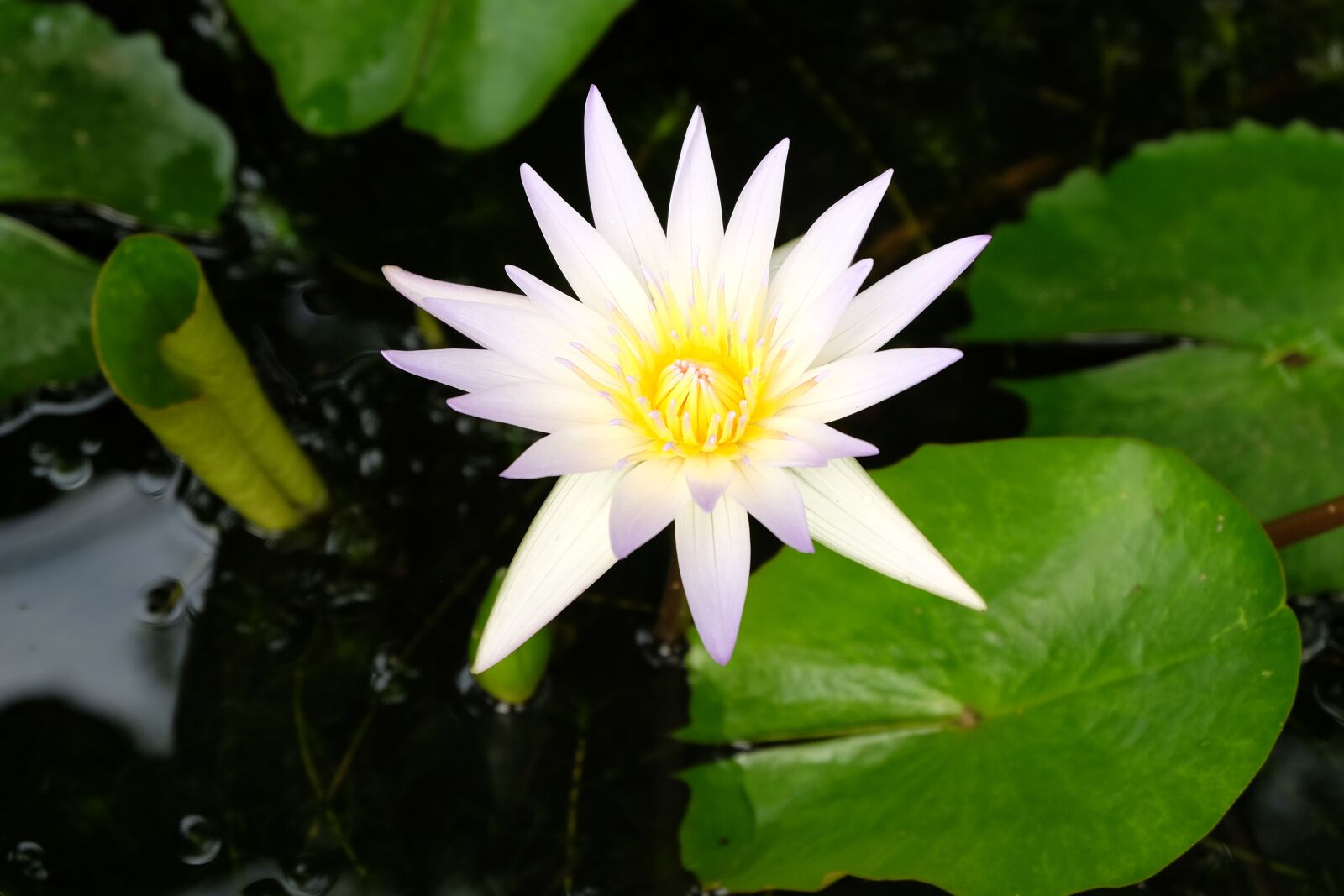 Fujifilm X-E2 sample photo. Lotus, white, nature photography