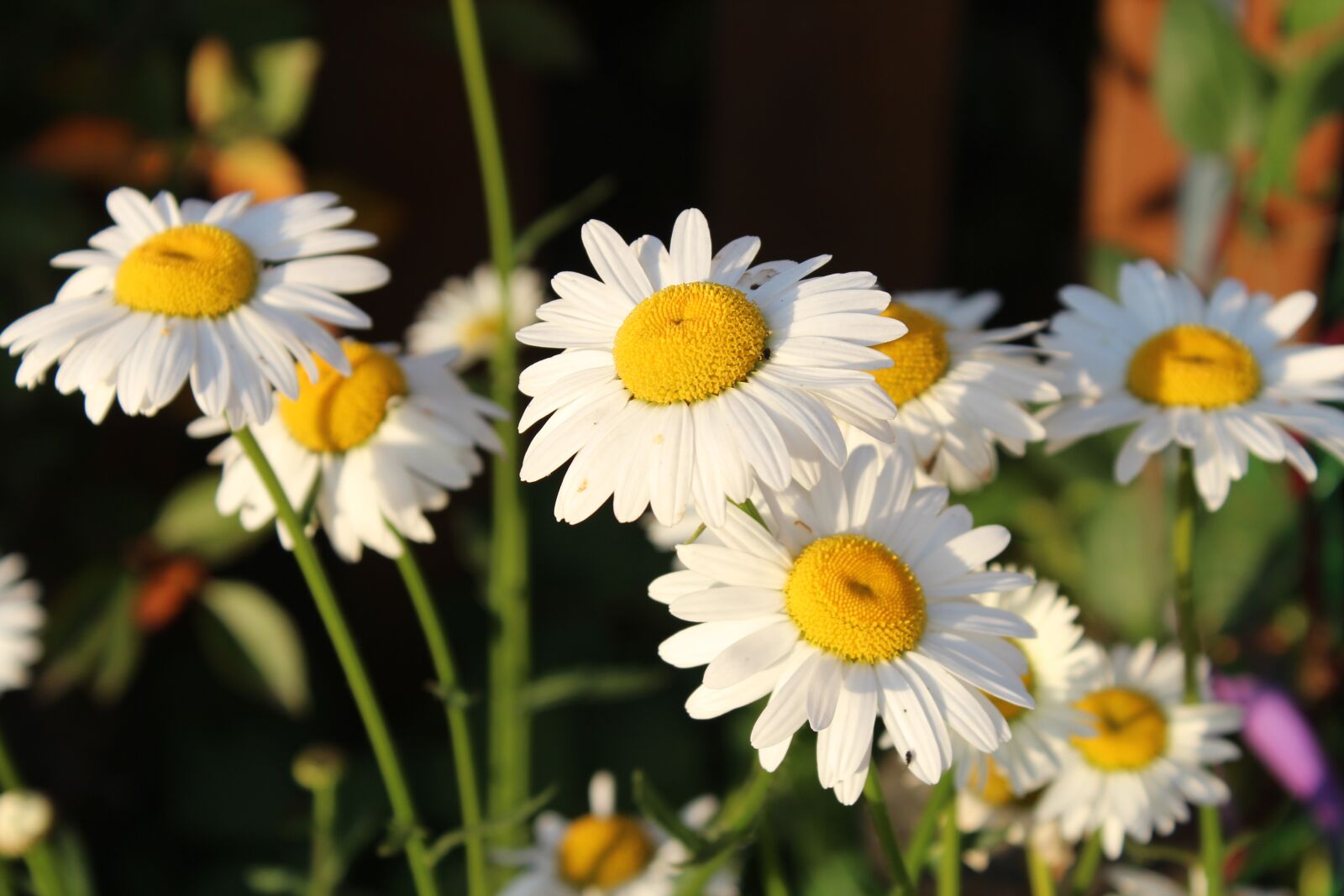 Canon EOS 600D (Rebel EOS T3i / EOS Kiss X5) sample photo. Chamomile, flowers, garden photography