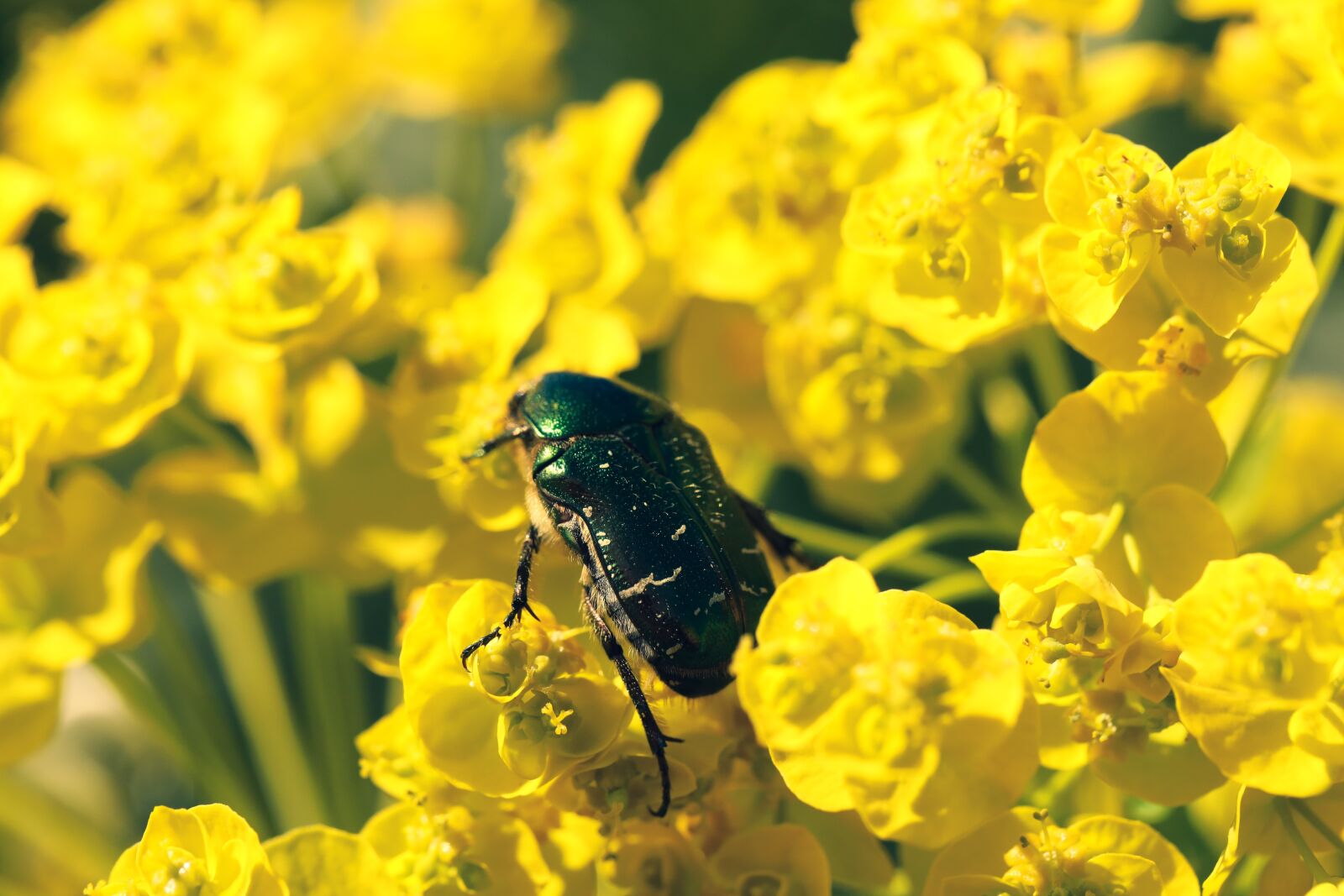 Canon EOS R sample photo. Beetle, insect, nature photography