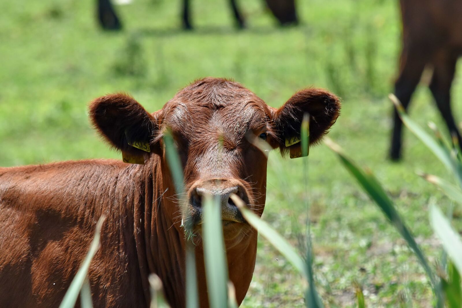 Nikon D5500 sample photo. Calf, head, light brown photography
