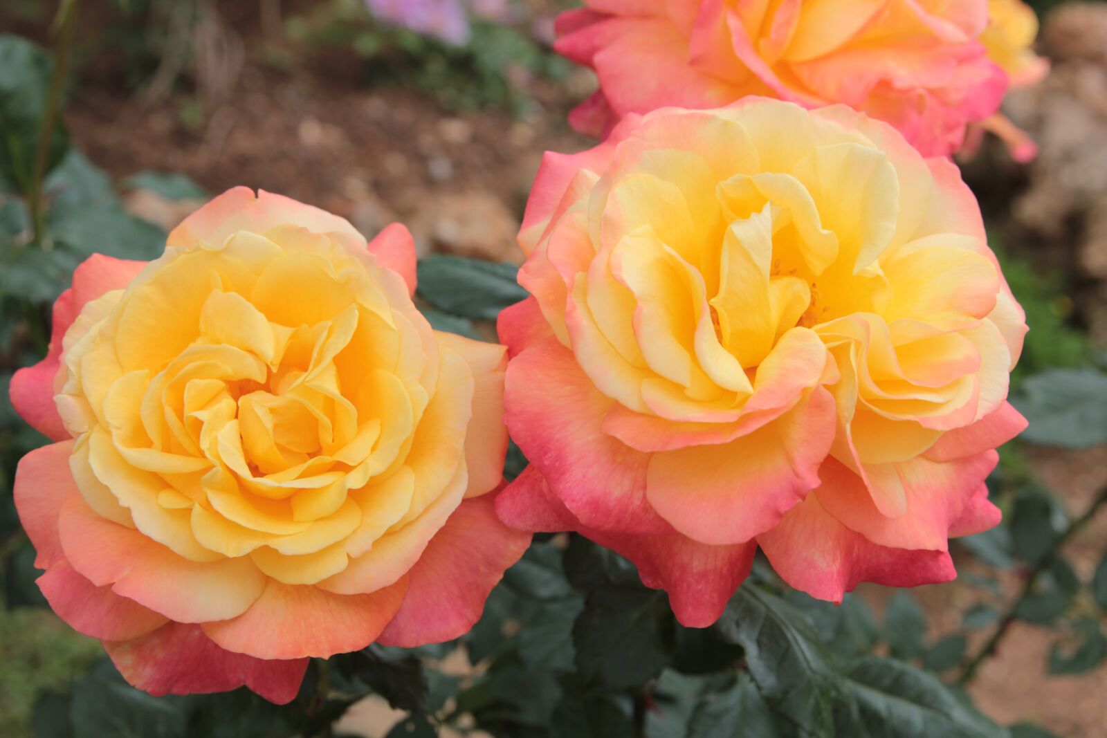 Canon EOS 550D (EOS Rebel T2i / EOS Kiss X4) sample photo. Rose, roses, yellow roses photography