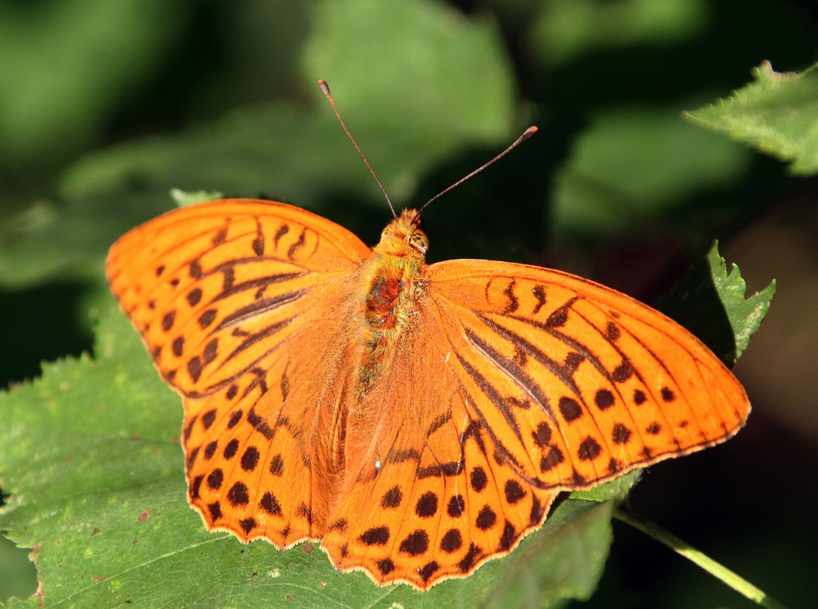 Canon EOS 350D (EOS Digital Rebel XT / EOS Kiss Digital N) sample photo. Butterfly, insect, wings photography