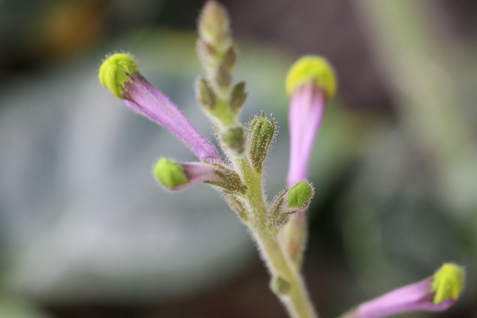 Canon EOS 50D sample photo. Plant, purple, blossom photography