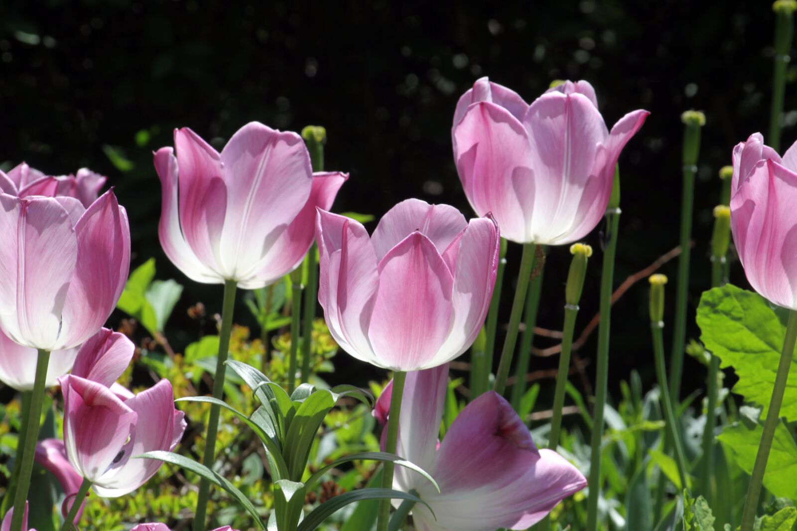 Canon EOS 50D sample photo. Tulip, pink photography