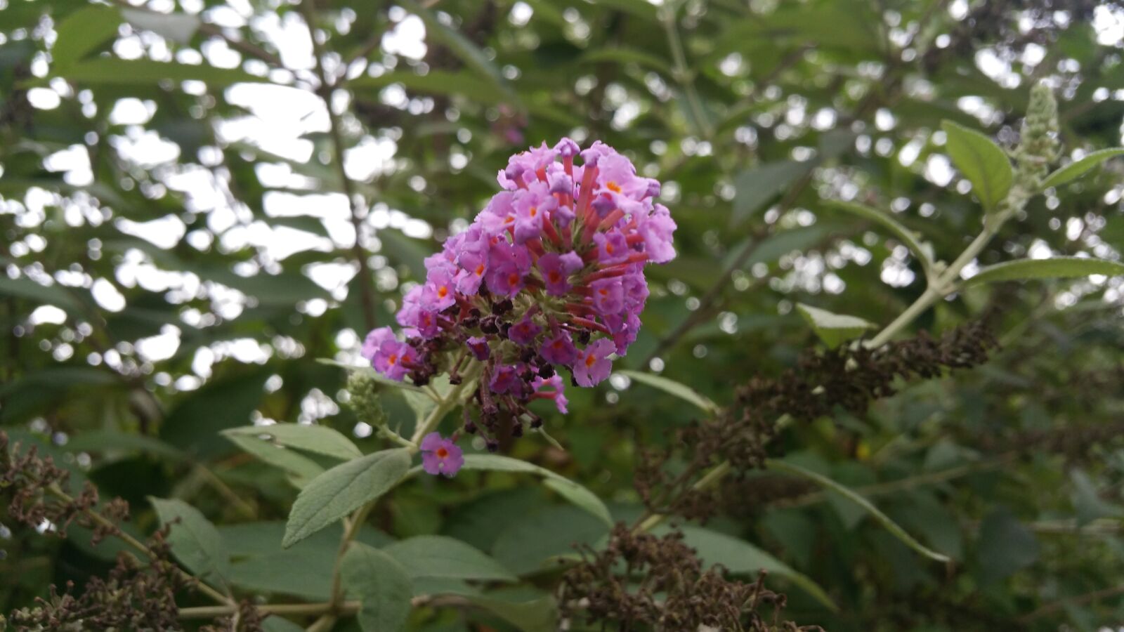 Samsung Galaxy Note4 sample photo. Butterfly, bush photography