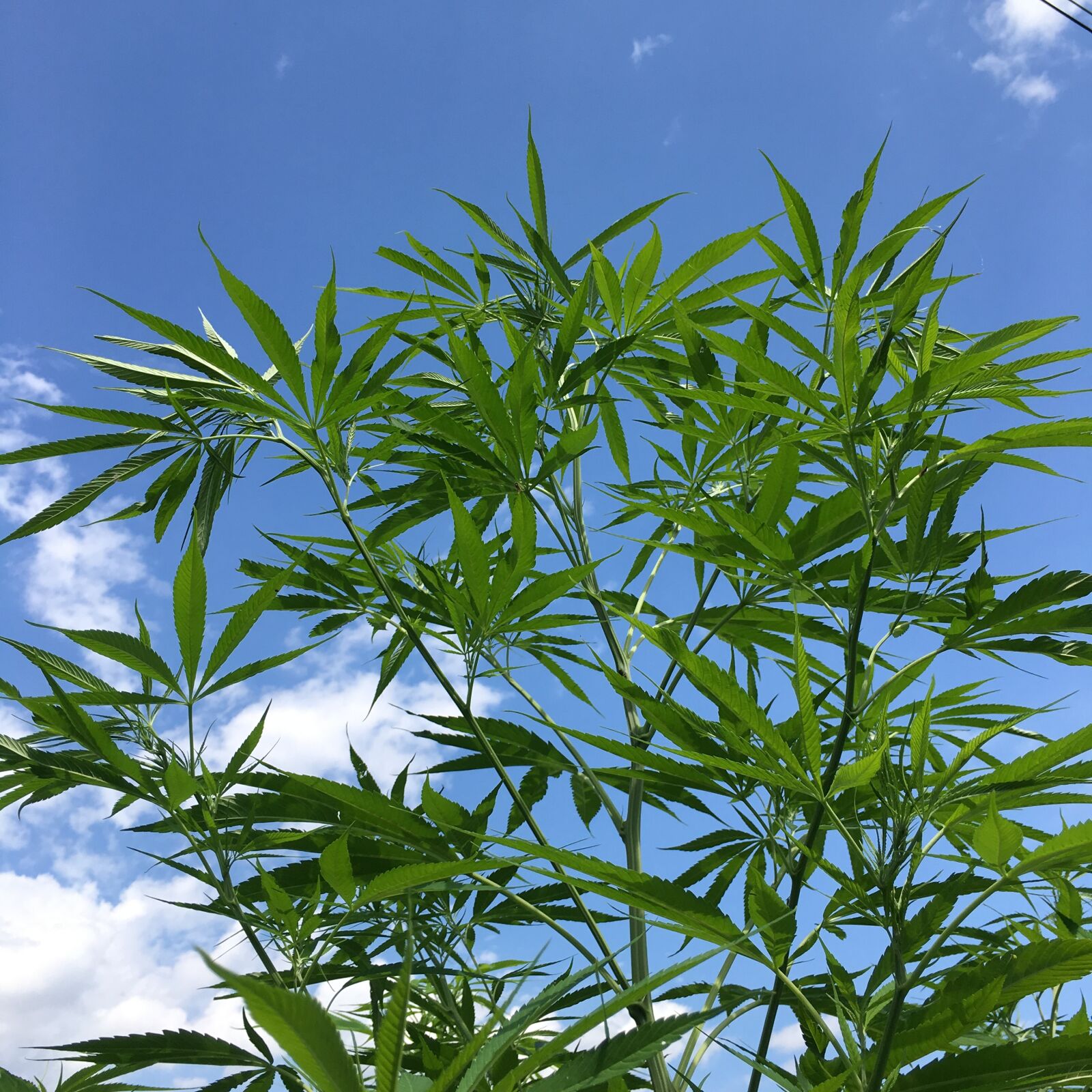 iPhone 6s Plus back camera 4.15mm f/2.2 sample photo. Hemp, marijuana, cbd photography