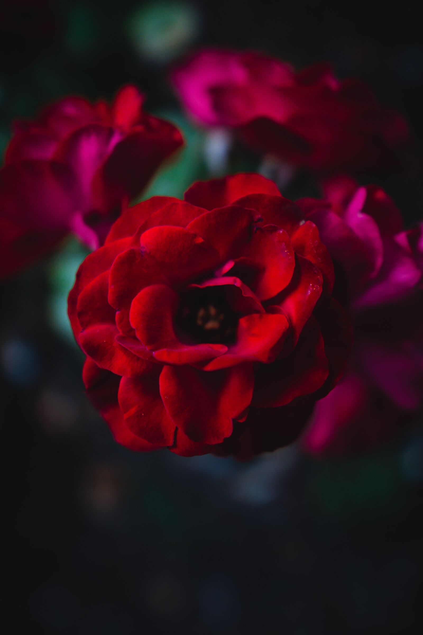 Sigma 16mm F1.4 DC DN | C sample photo. Flower, blossom, bloom photography