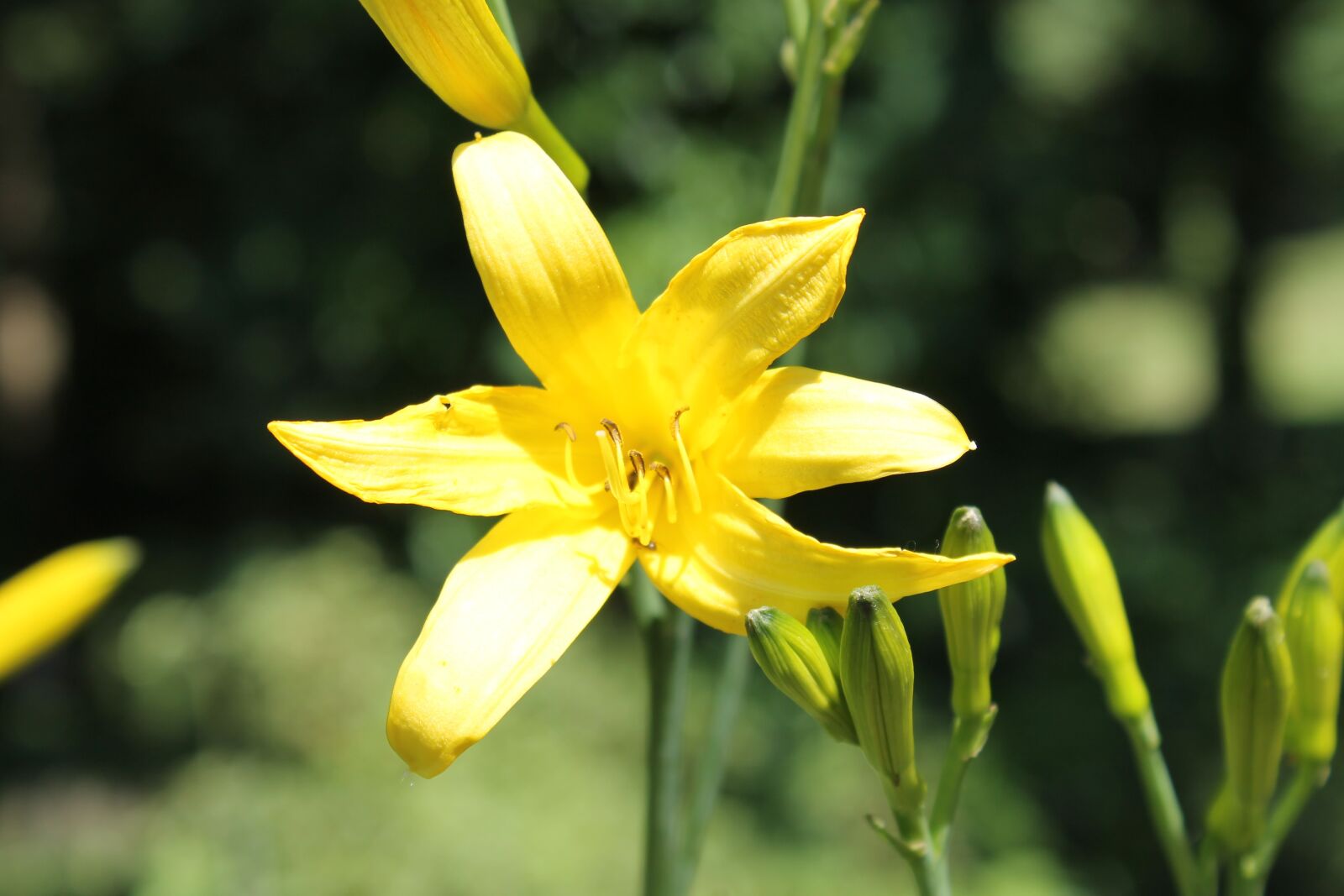 Canon EOS 1100D (EOS Rebel T3 / EOS Kiss X50) sample photo. Lily, blossom, bloom photography