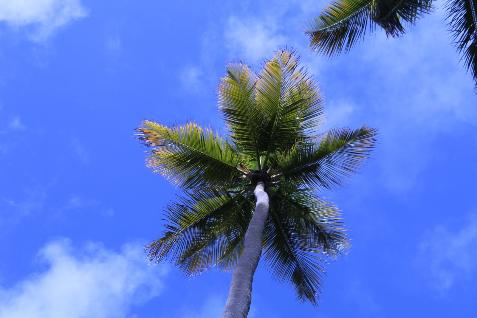 Canon EOS 1200D (EOS Rebel T5 / EOS Kiss X70 / EOS Hi) sample photo. Coconut tree, beach, brazil photography