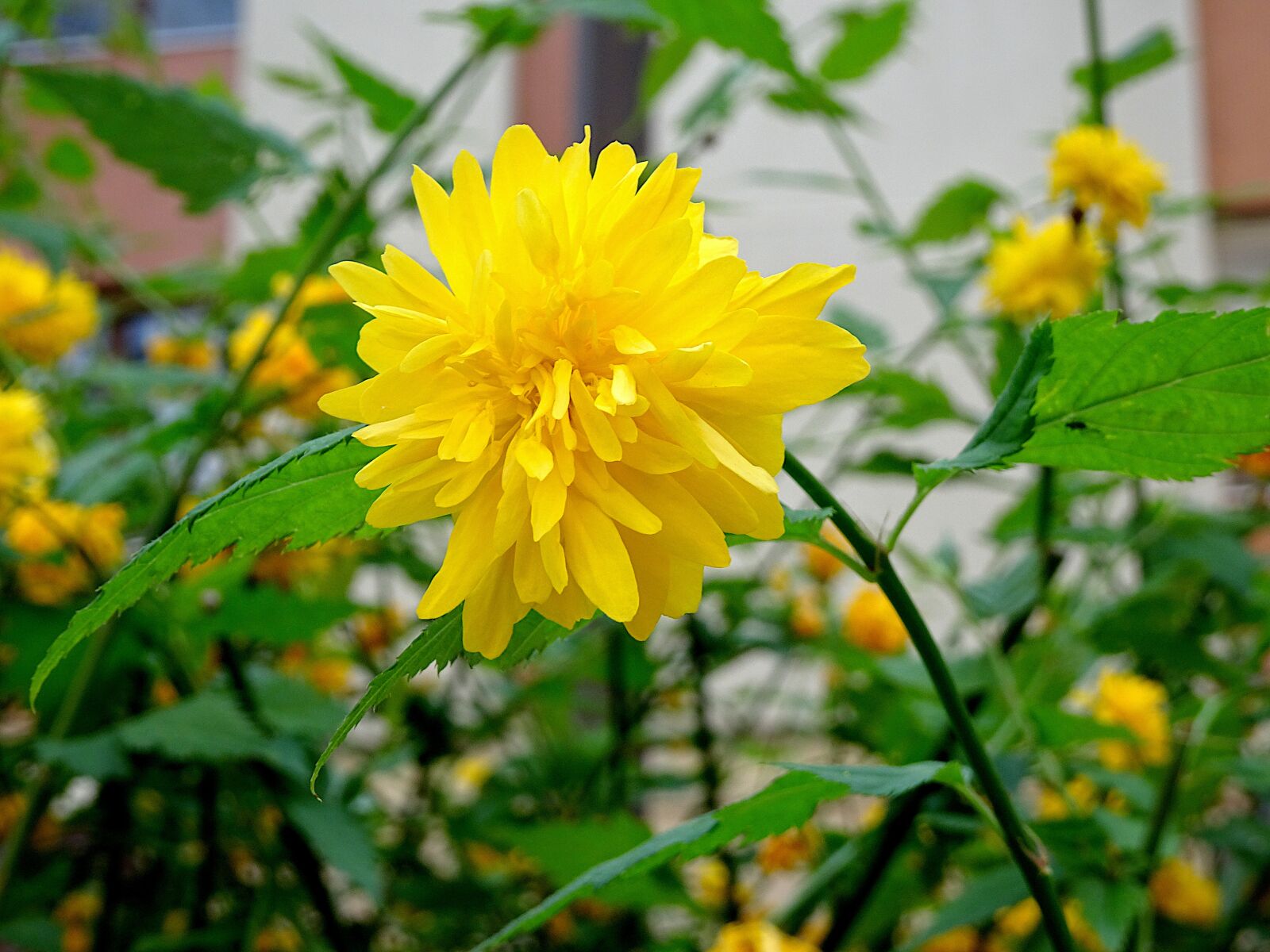 Sony Cyber-shot DSC-HX90V sample photo. Jew's mallow in japan photography