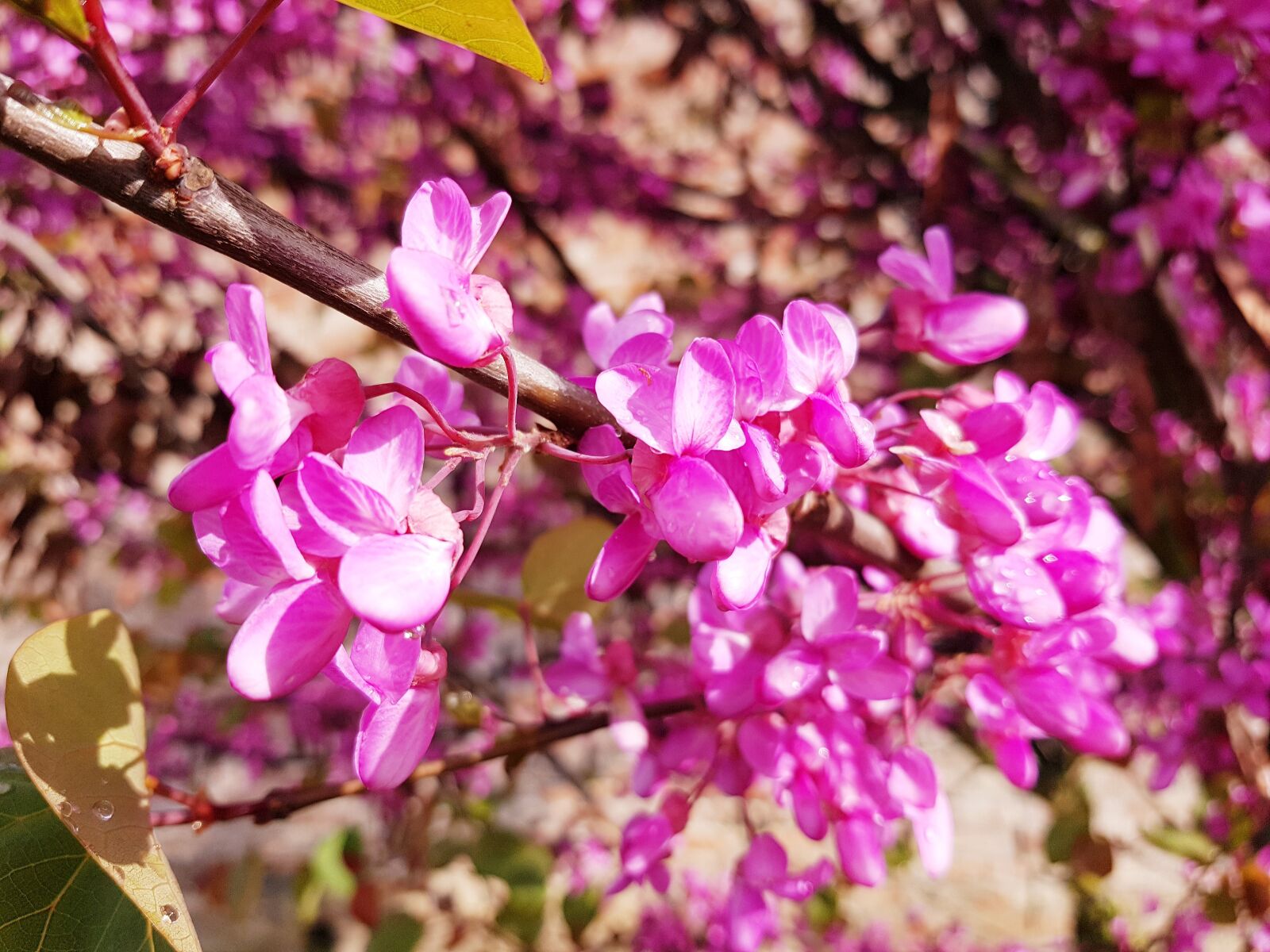 Samsung Galaxy S7 Edge sample photo. Flowers, pink, bloom photography