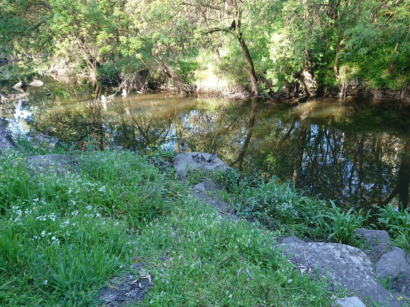 Sony Xperia XZ Premium sample photo. Creek, duck, green photography