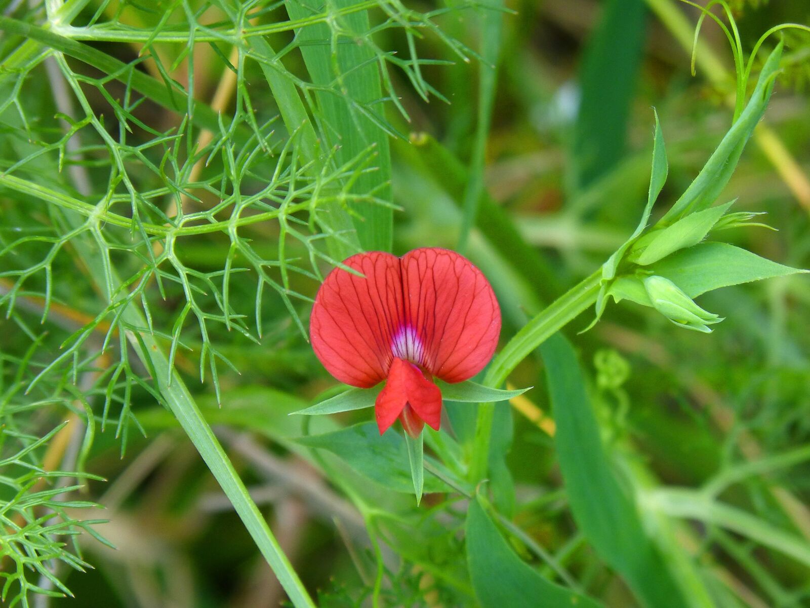 Panasonic DMC-FZ62 sample photo. Wild flower, pea flower photography