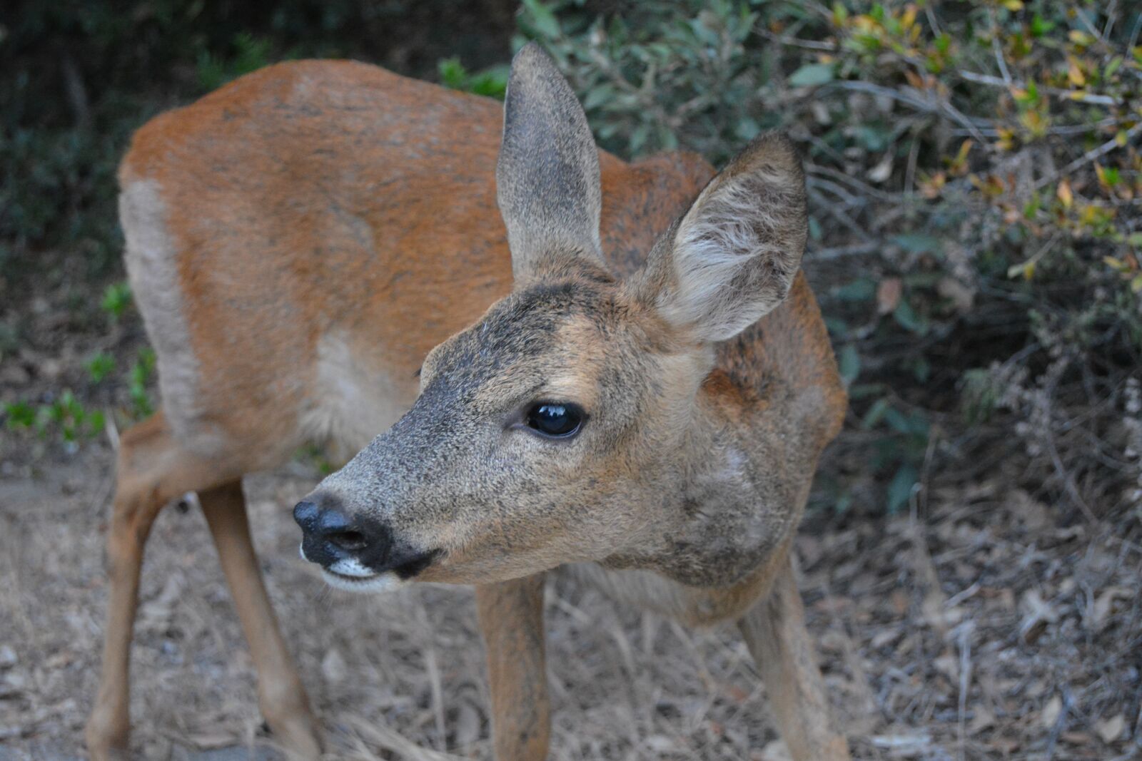 Nikon D5200 sample photo. Fawn, home, stain mediterranea1 photography