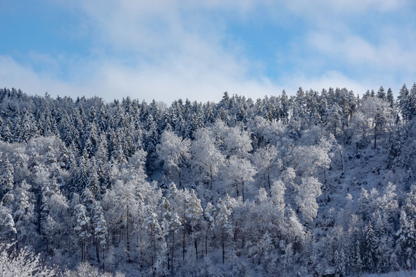 Canon EOS 5D Mark II + Canon EF 70-300mm F4-5.6 IS USM sample photo. Wintry, trees, forest photography