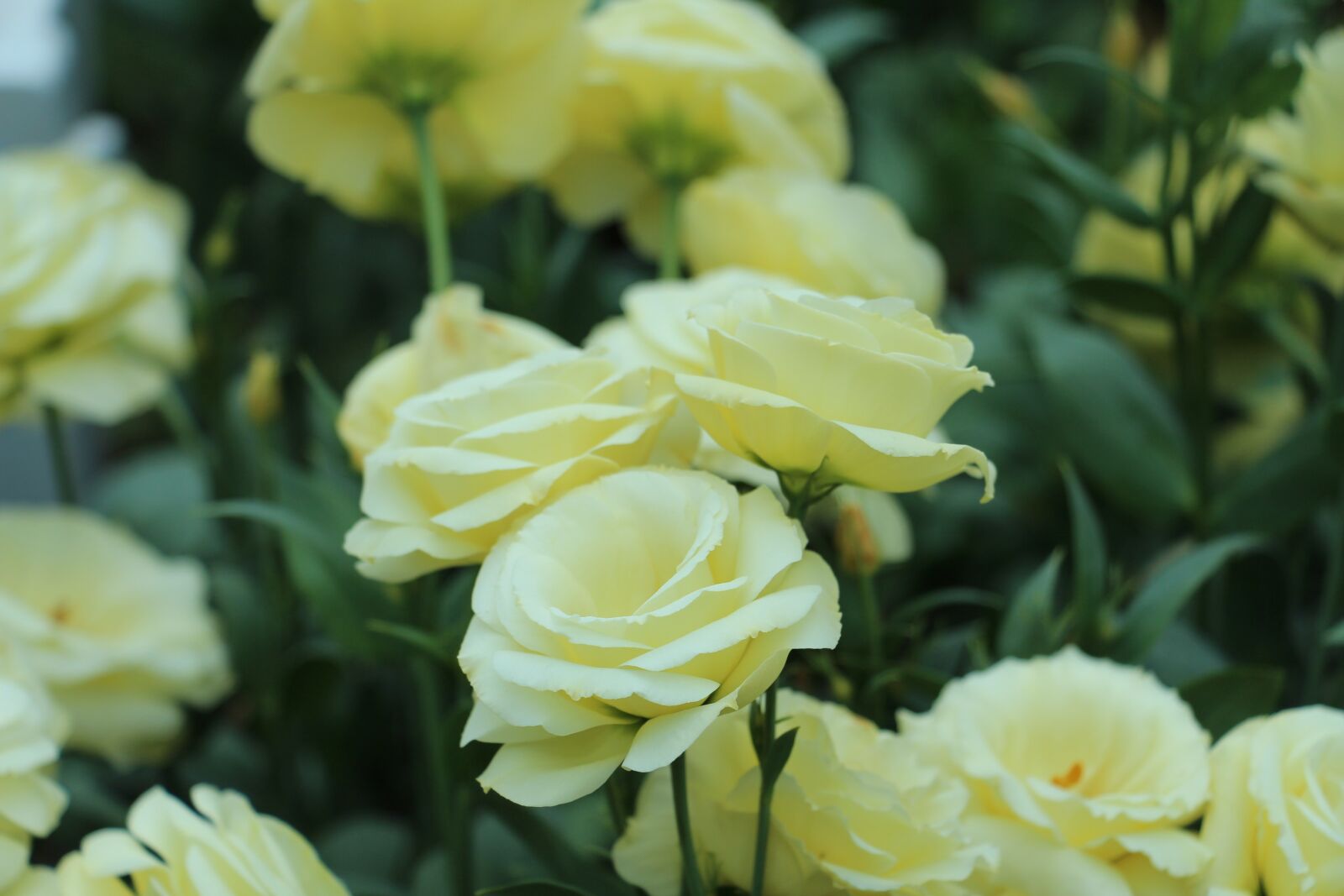 Canon EOS 700D (EOS Rebel T5i / EOS Kiss X7i) sample photo. Nature, flowers, trees photography
