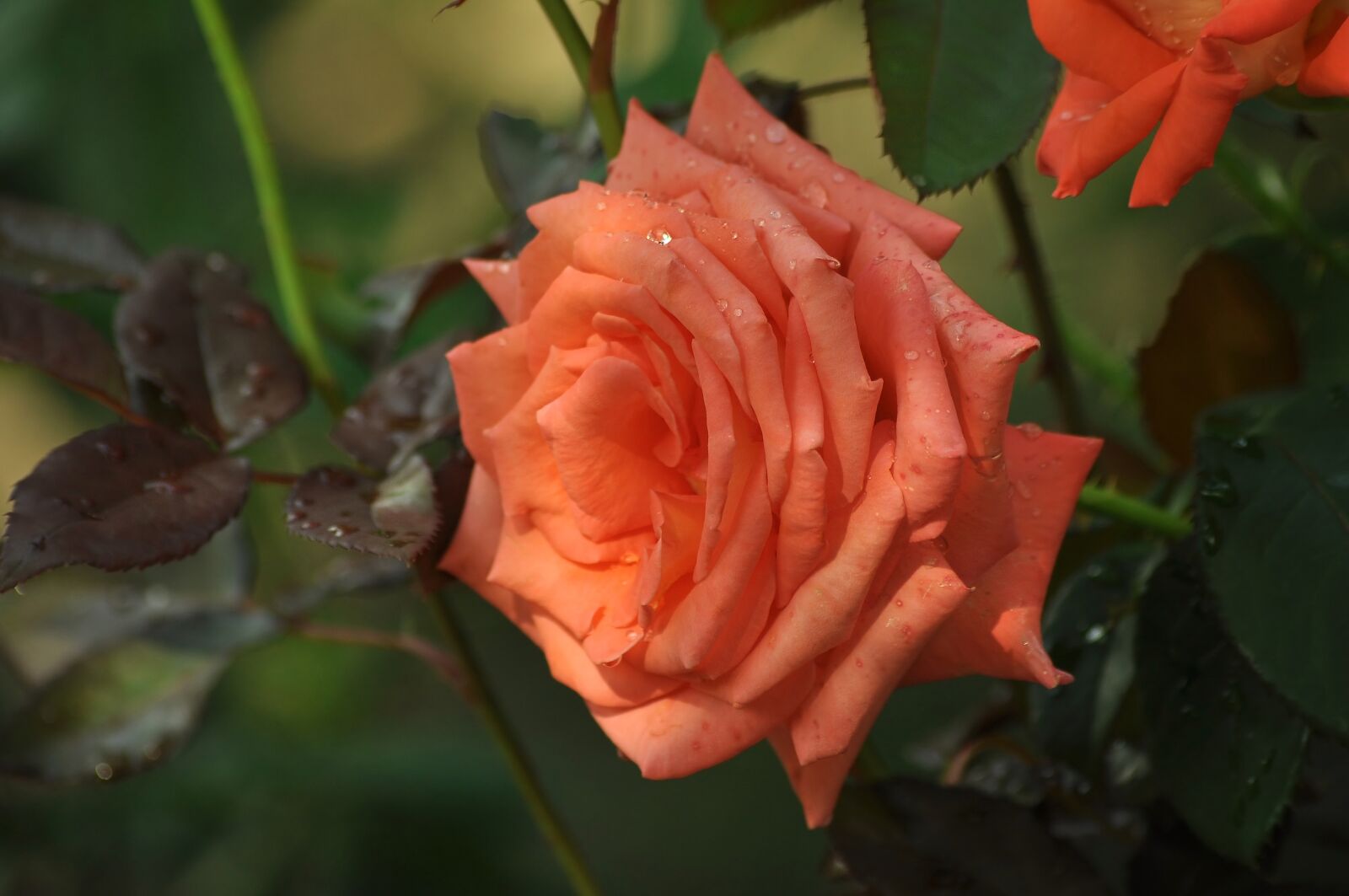 Nikon D90 sample photo. Rose, pink, flower photography